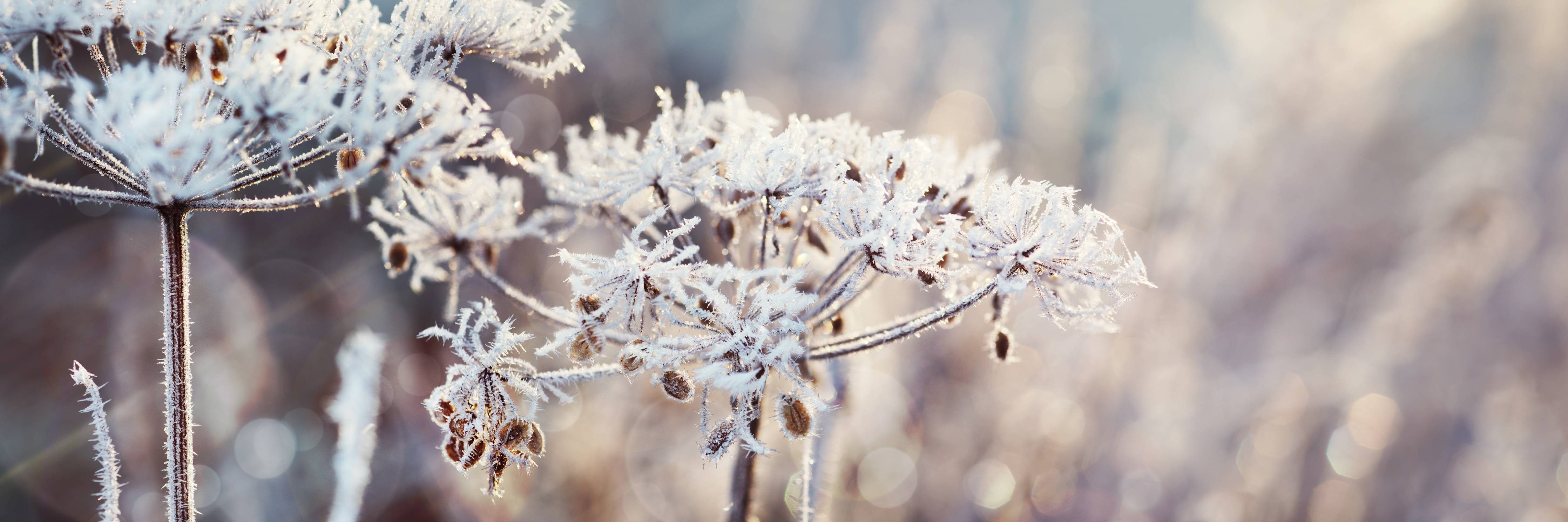 Büro Wandgestaltung-Schneetau auf Pflanzen