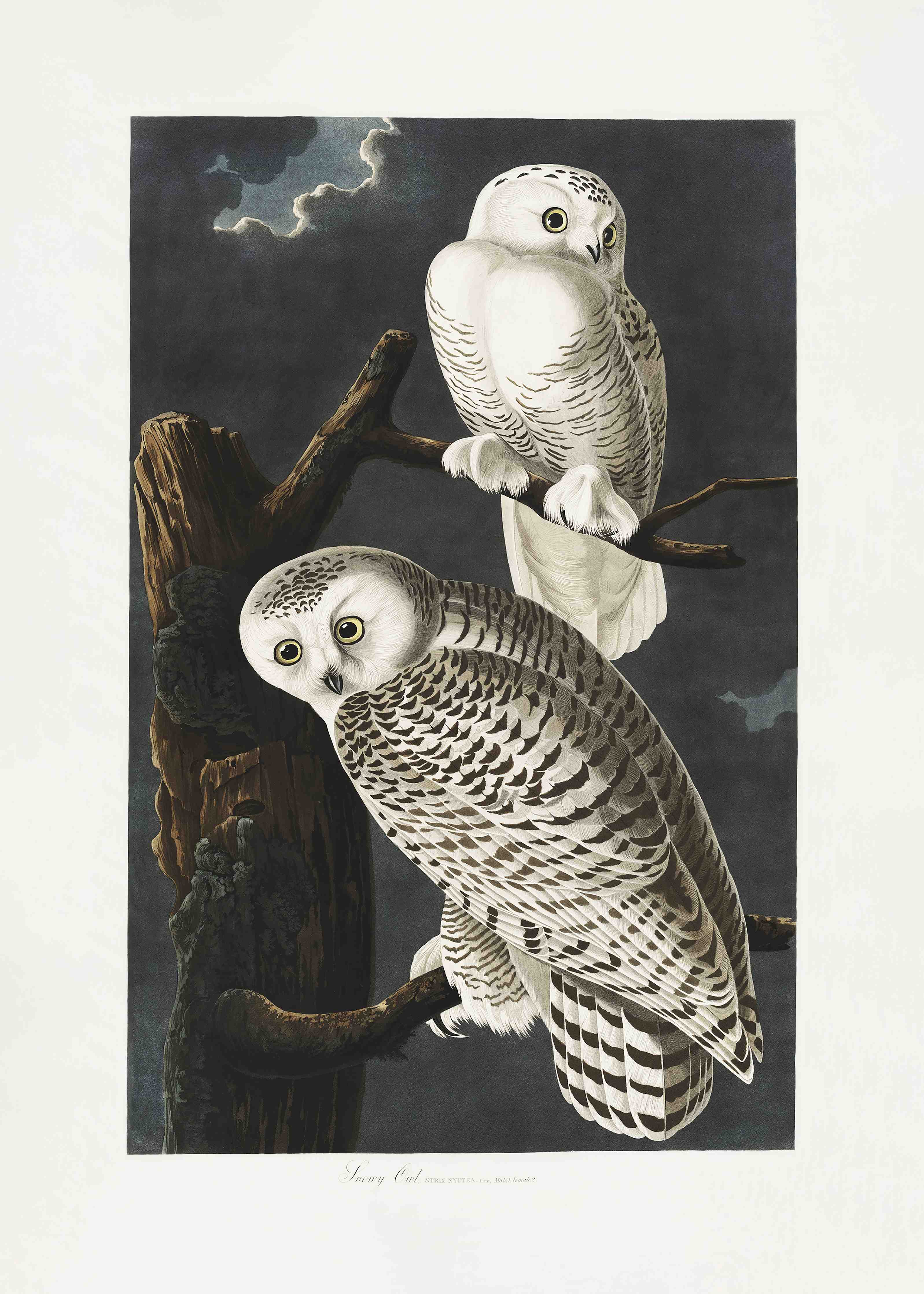 Büro Wandgestaltung-Schneeweiße Eulen - John James Audubon