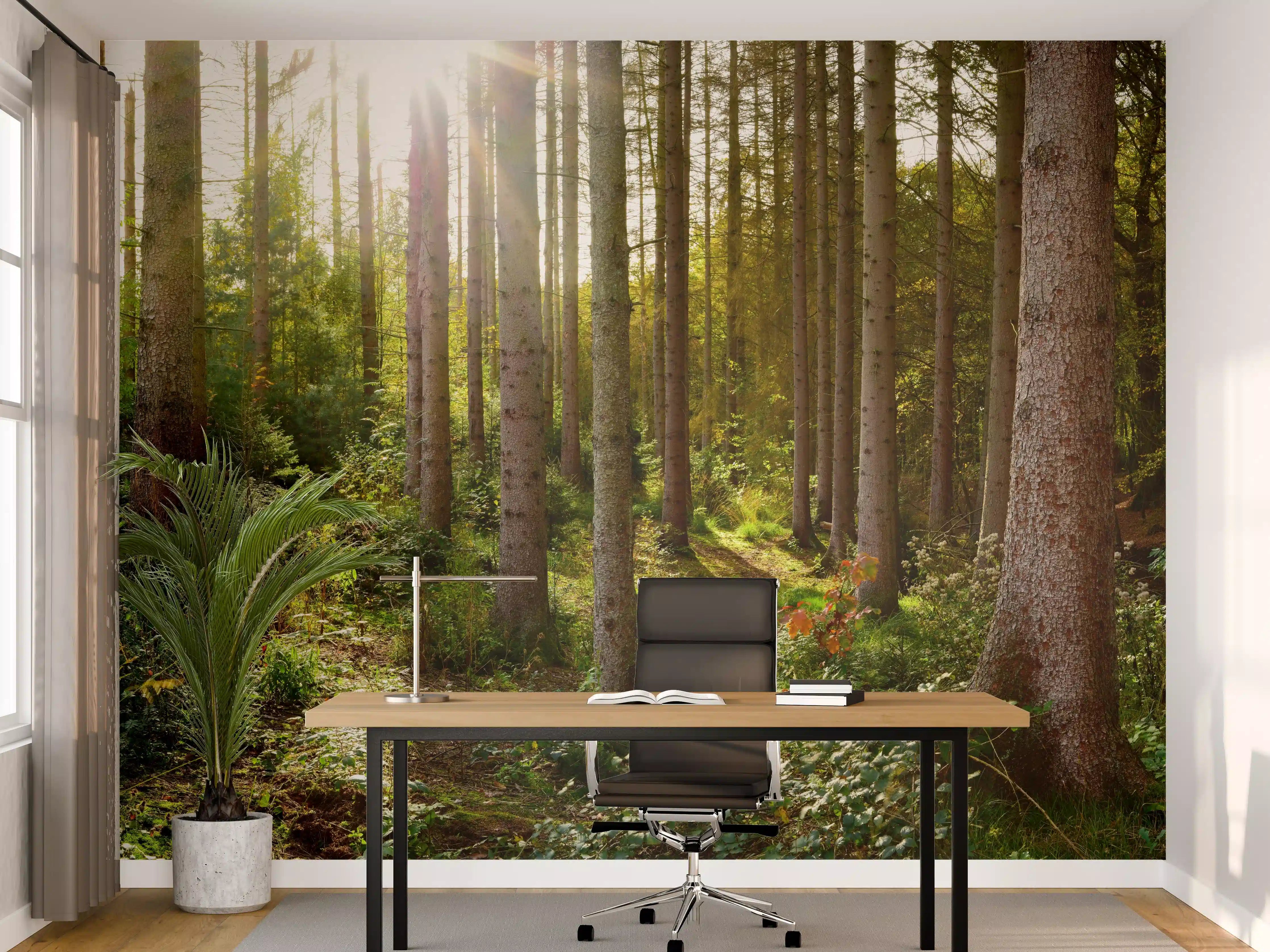 Büro Wandgestaltung - Schöner Fichtenwald im Herbst