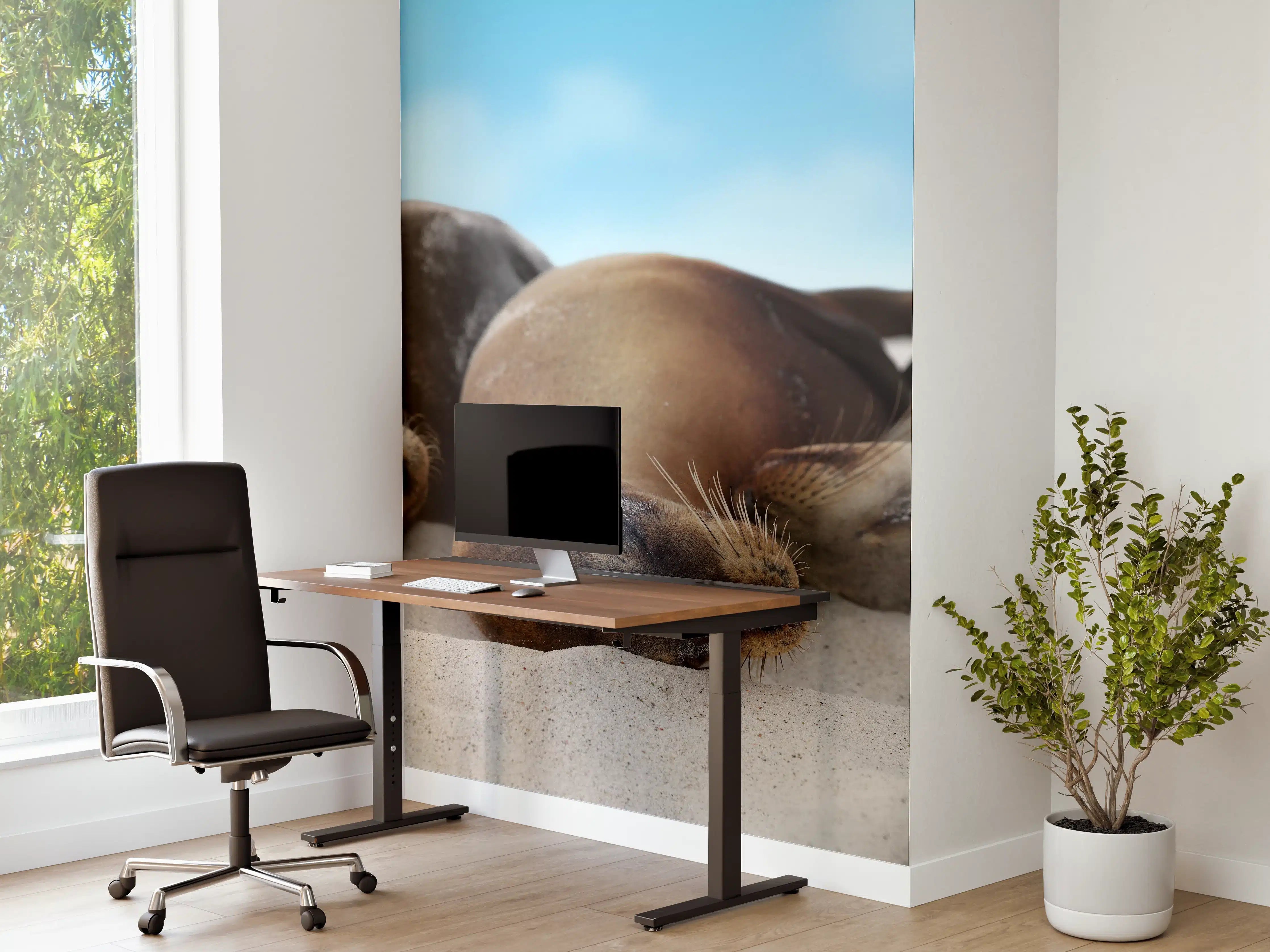Büro Wandgestaltung - Seelöwen im Sand liegend