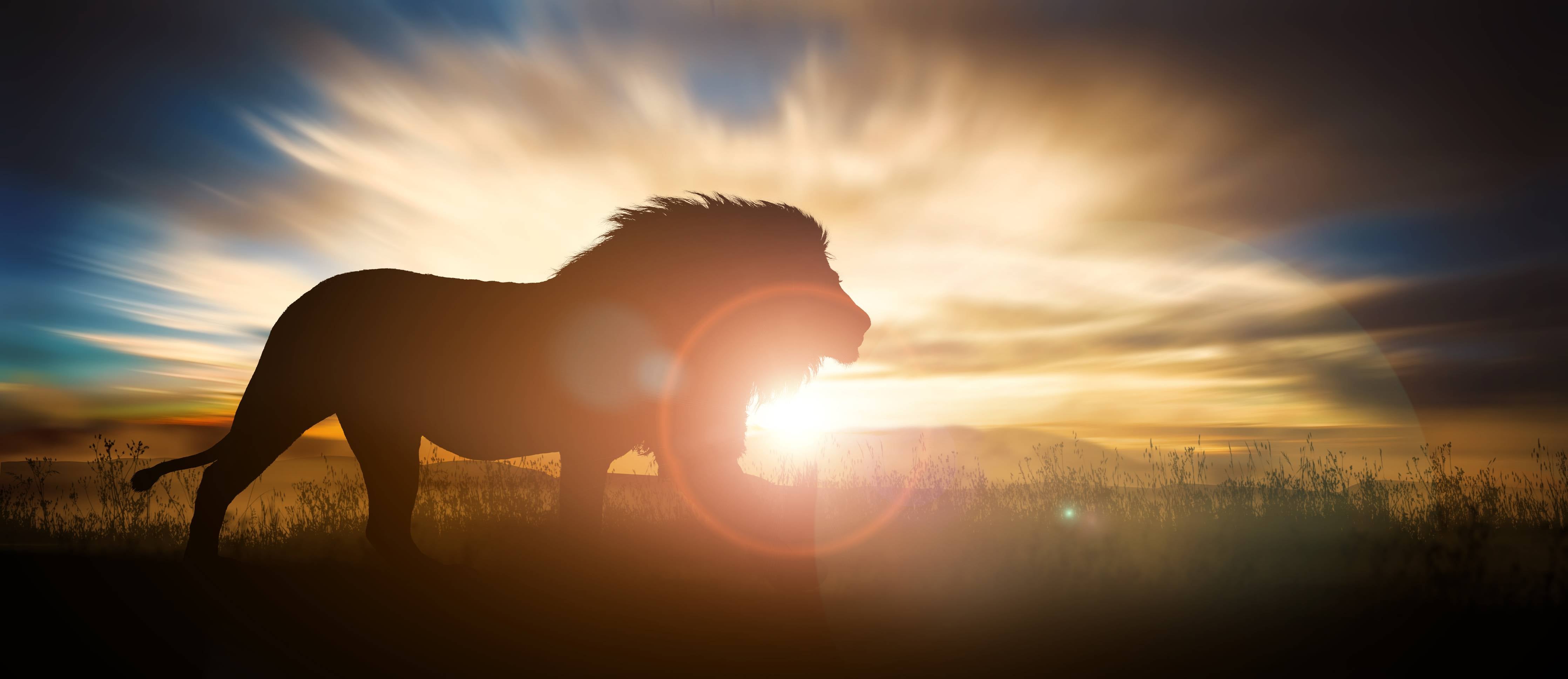 Büro Wandgestaltung-Silhouette eines großen erwachsenen Löwen in Afrika