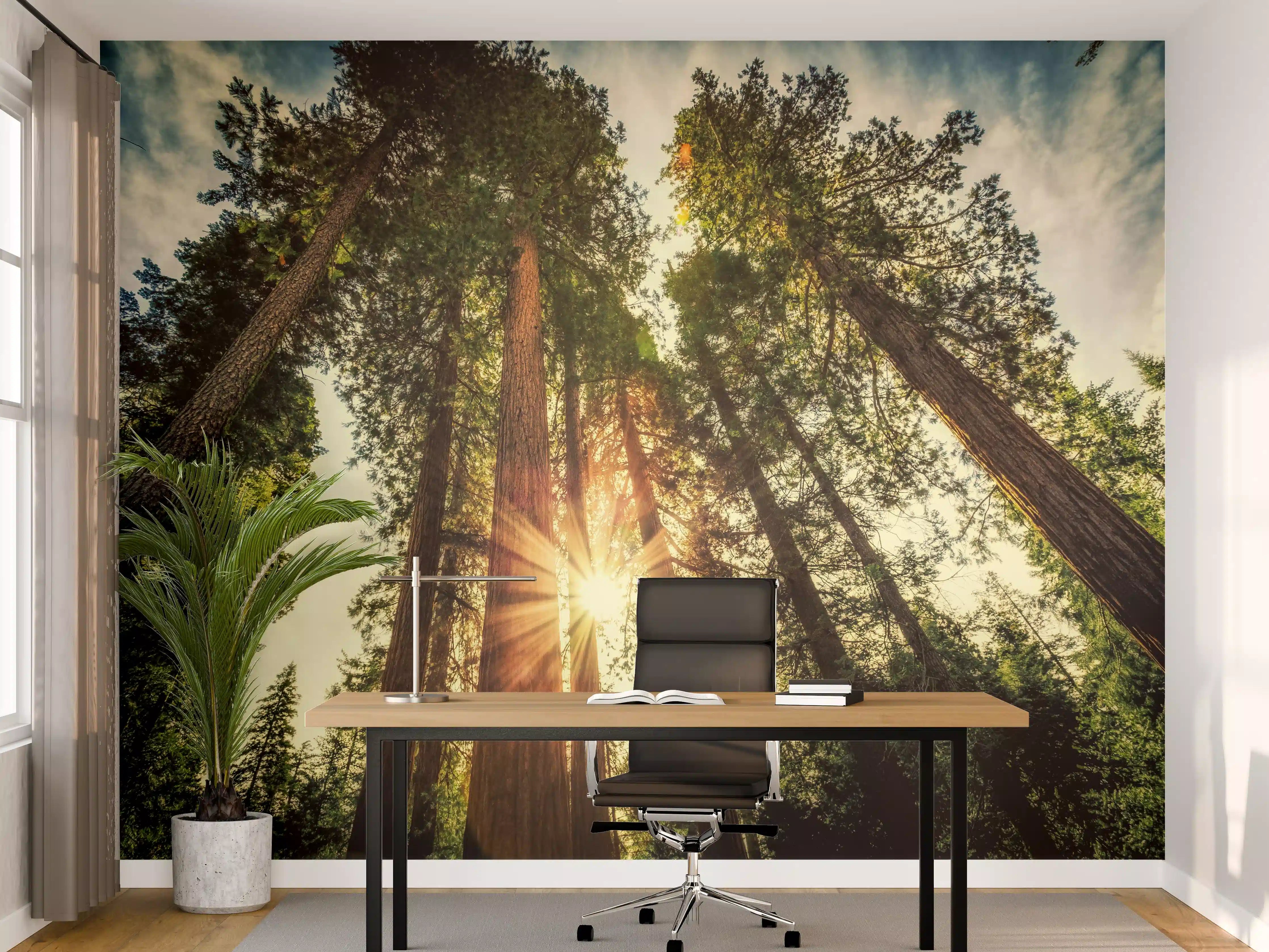 Büro Wandgestaltung - Sonnenaufgang über Mammutbäumen