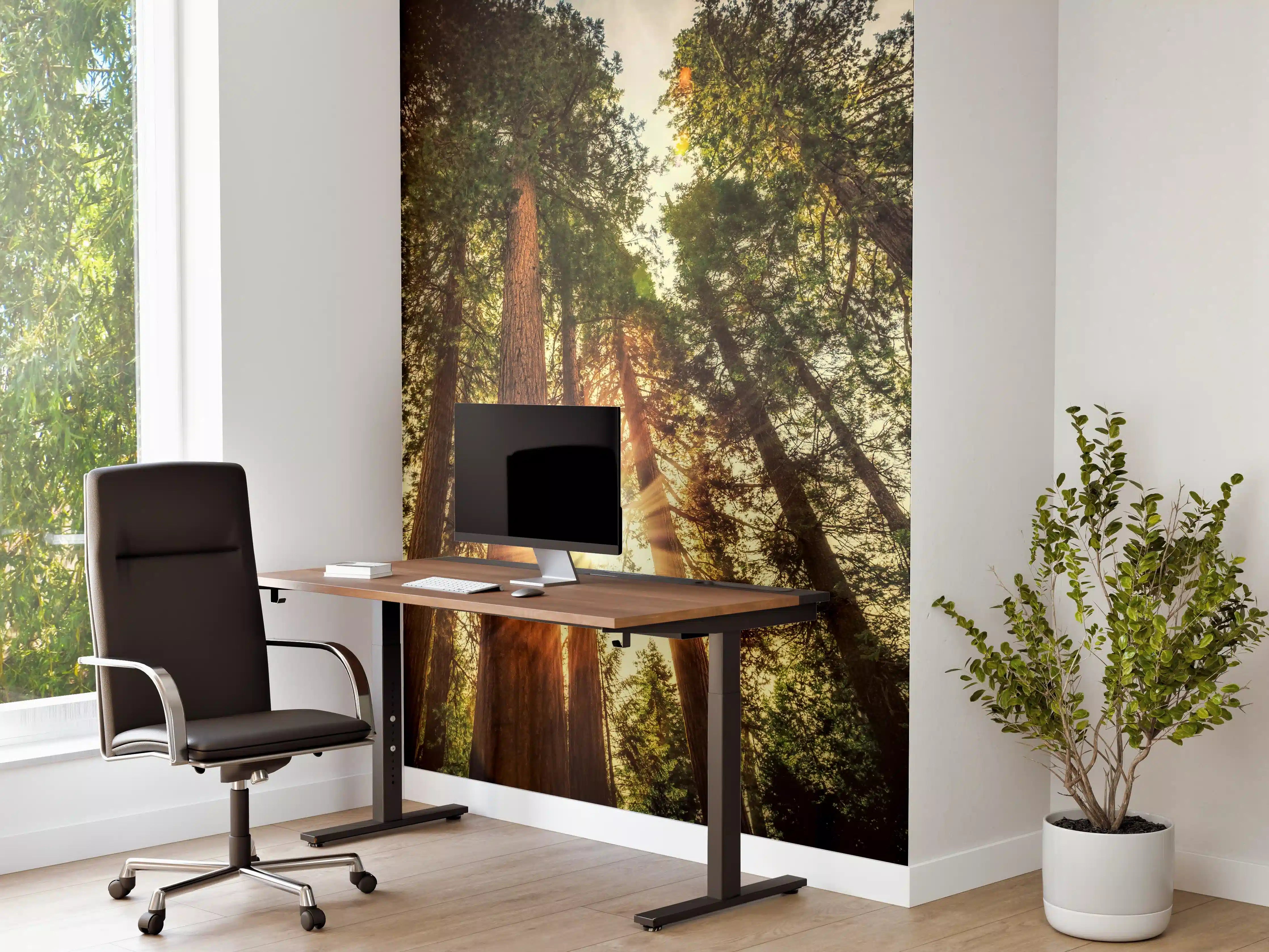 Büro Wandgestaltung - Sonnenaufgang über Mammutbäumen