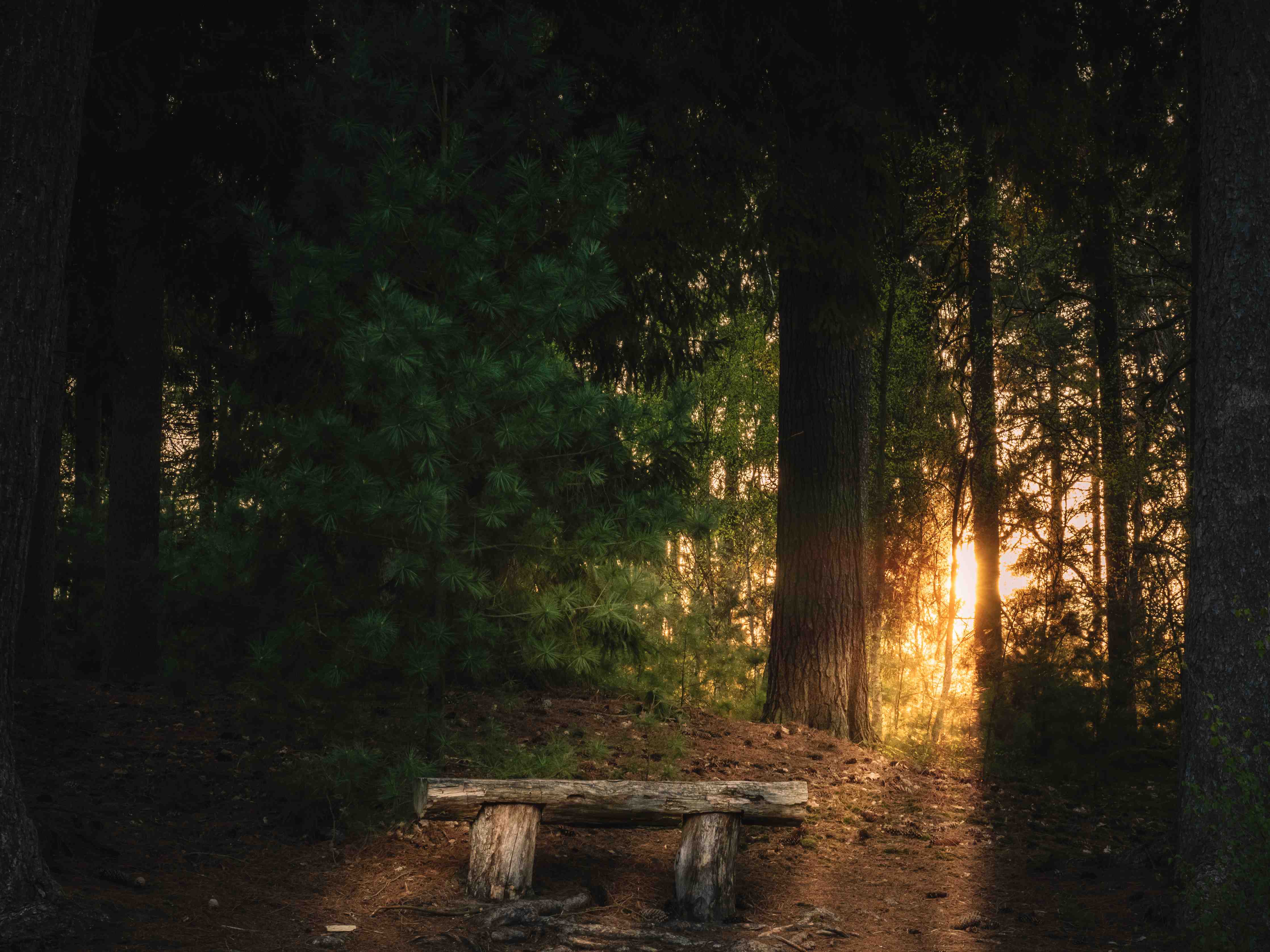 Büro Wandgestaltung-Sonnenuntergang im Wald - Lüneburger Heide