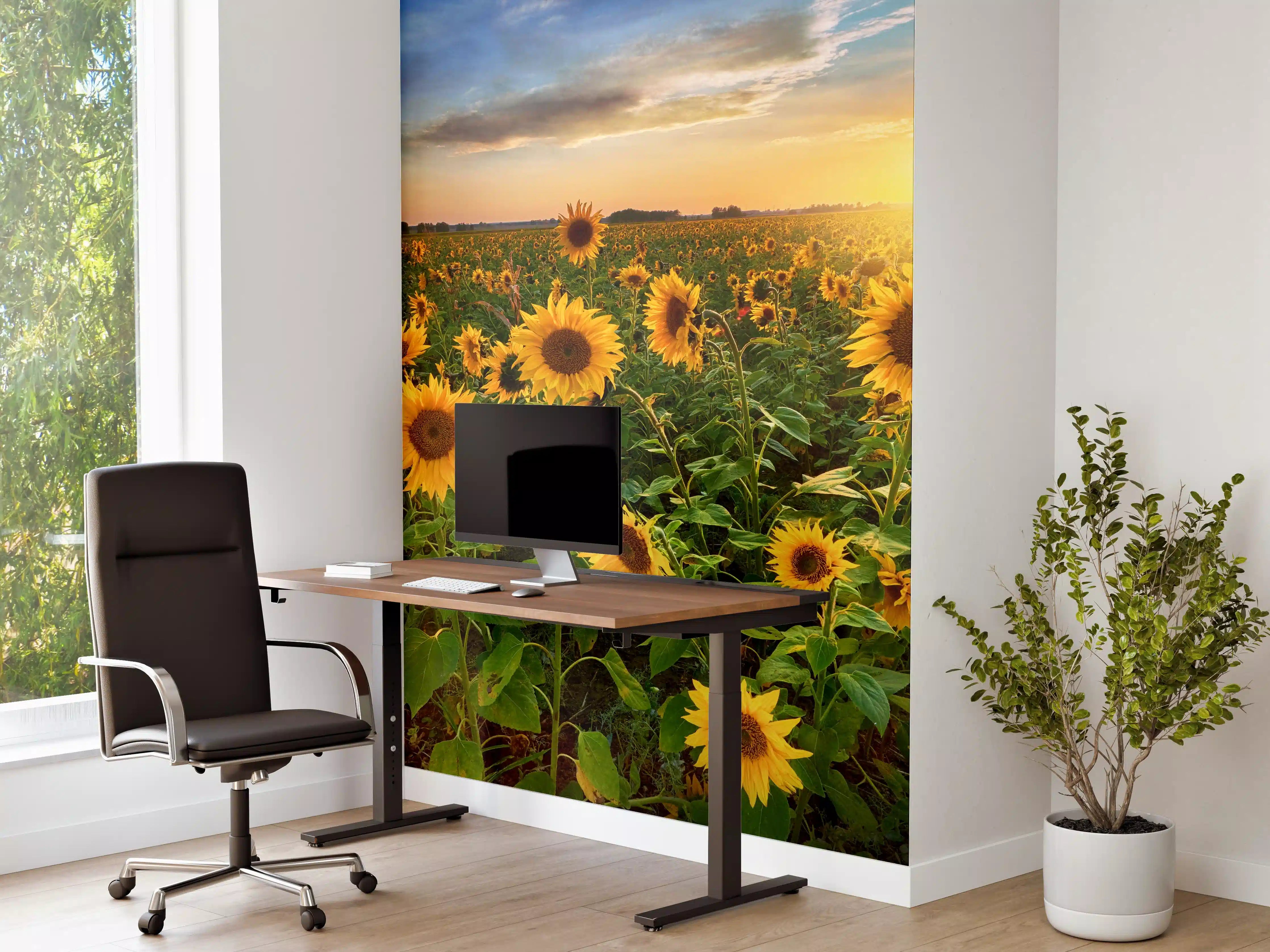 Büro Wandgestaltung - Sonnenuntergang über Sonnenblumenfeld in Hessen