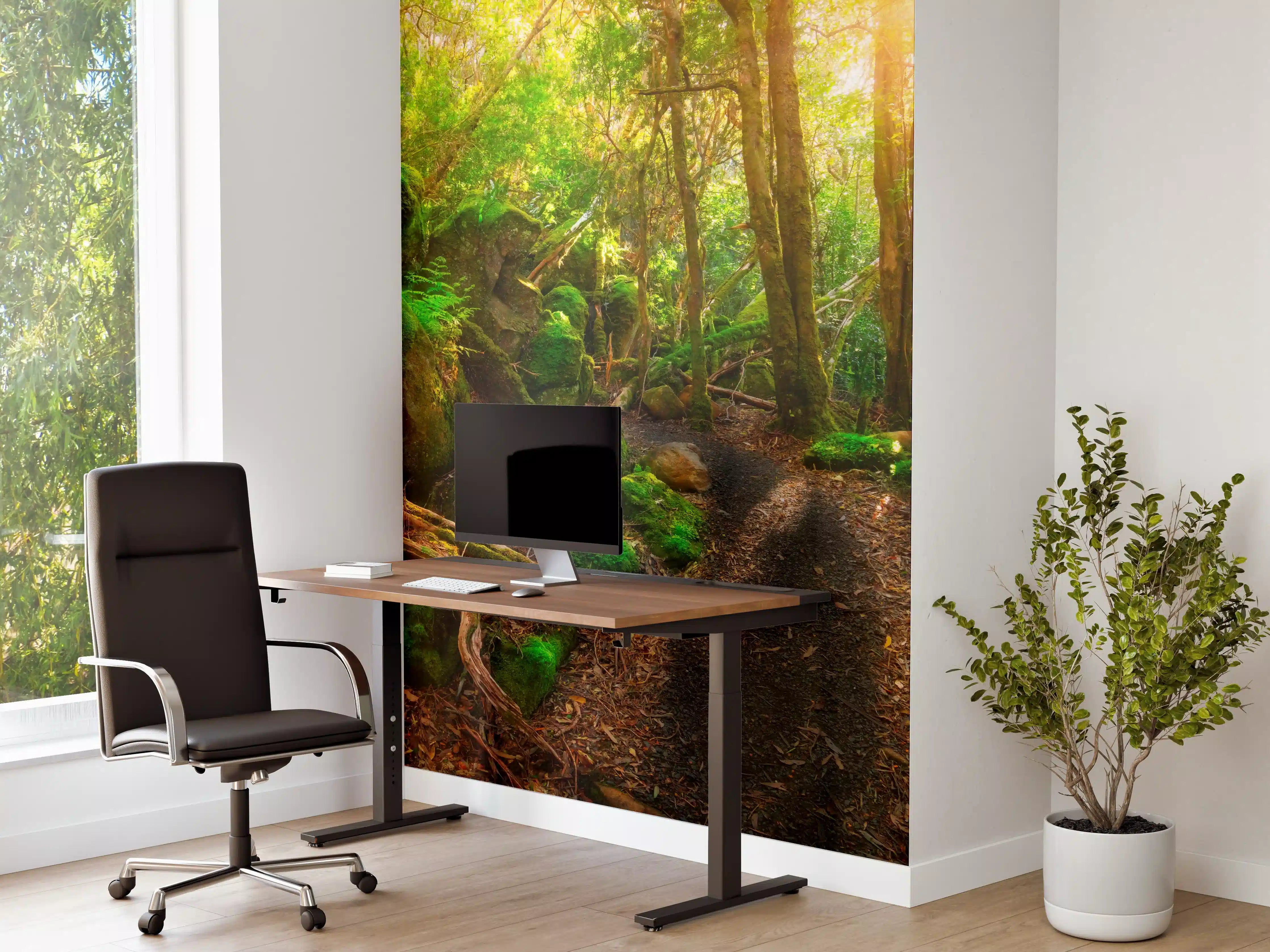Büro Wandgestaltung - Sonniger Wald in Tasmanien