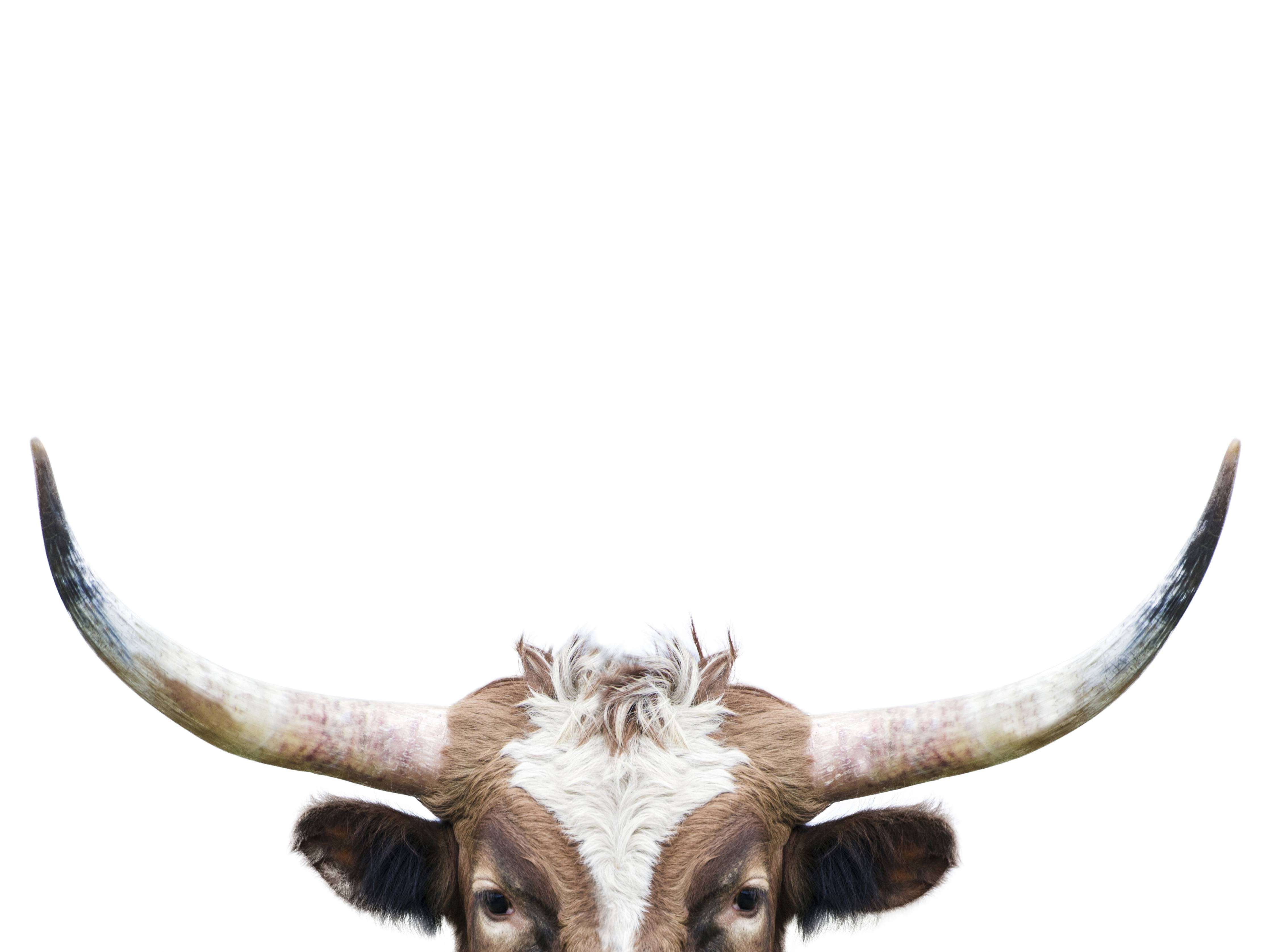 Büro Wandgestaltung-Spähende Longhorn-Kuh