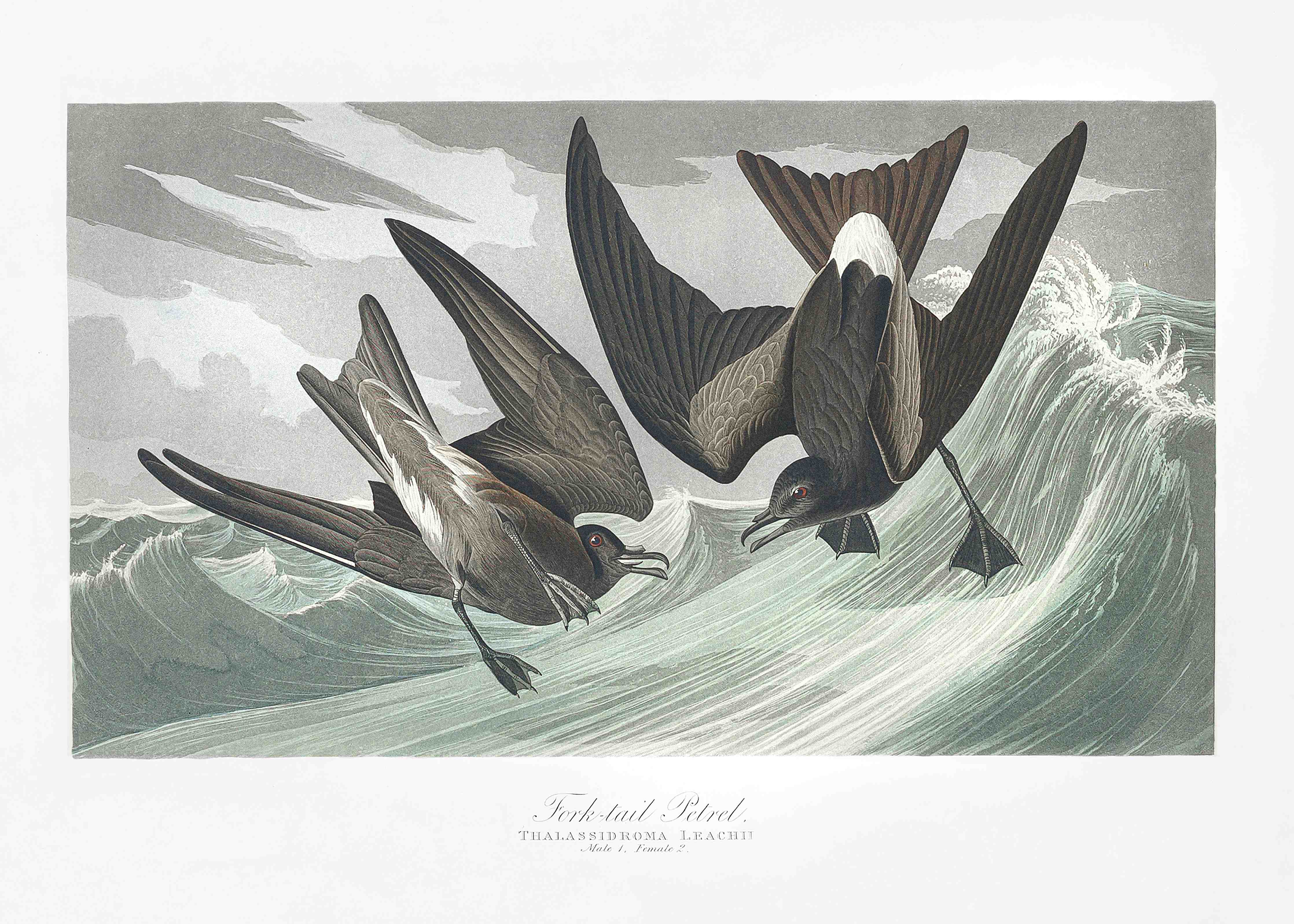Büro Wandgestaltung-Vögel mitten im Meer - Robert Havell 