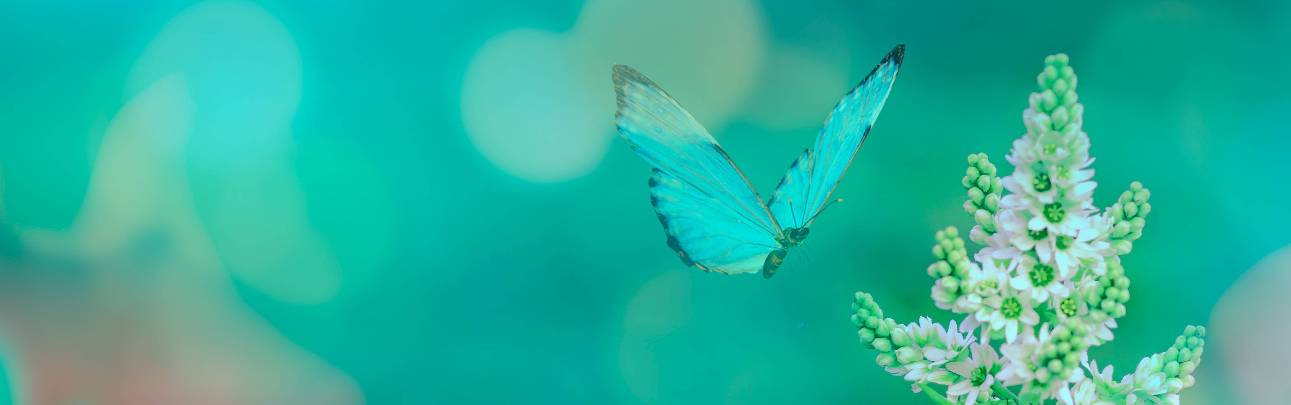 Büro Wandgestaltung-Zarter Schmetterling auf Blüte in Blau-Grüntönen