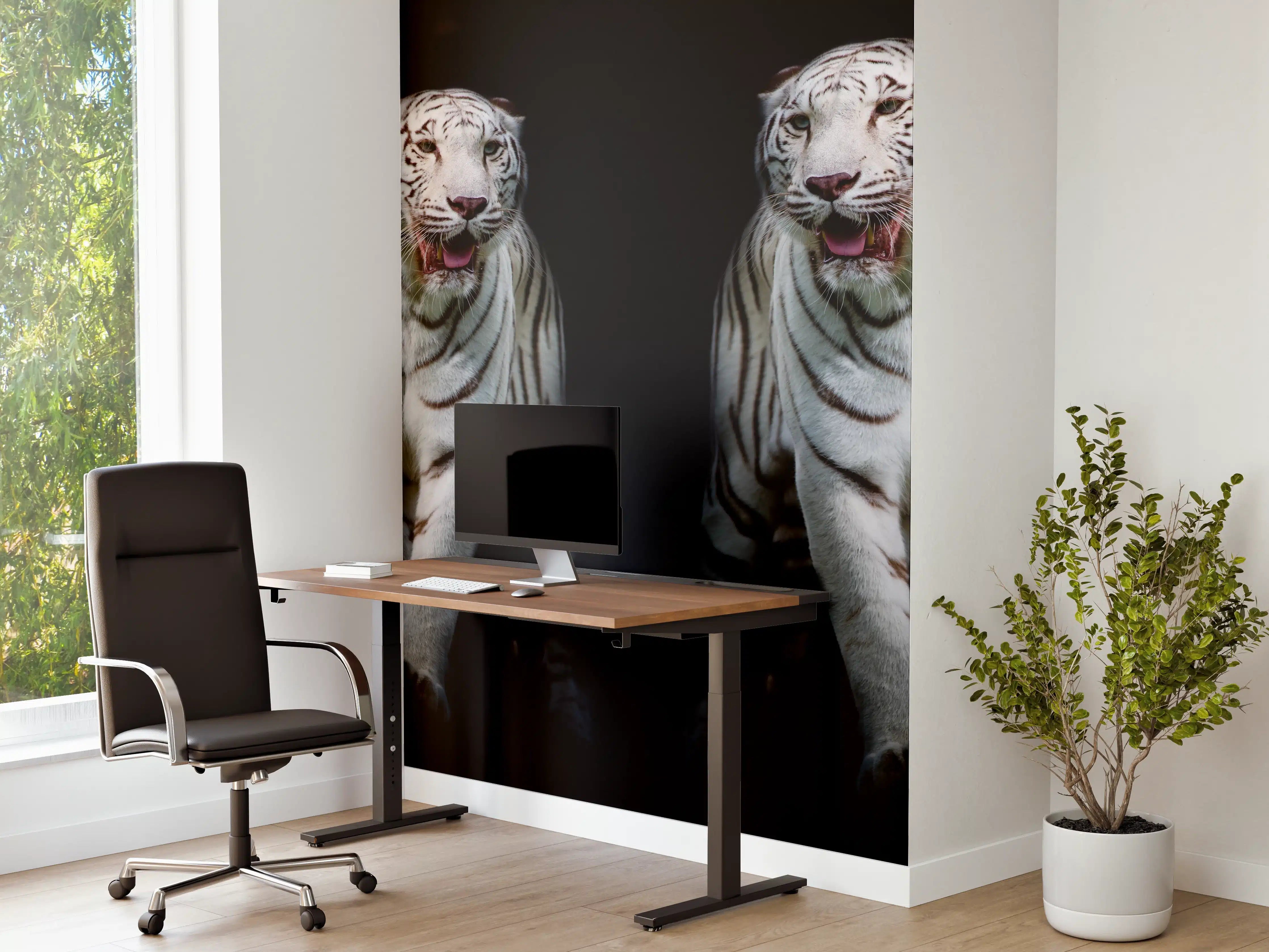 Büro Wandgestaltung - Zwei weiße Tiger auf schwarzem Hintergrund