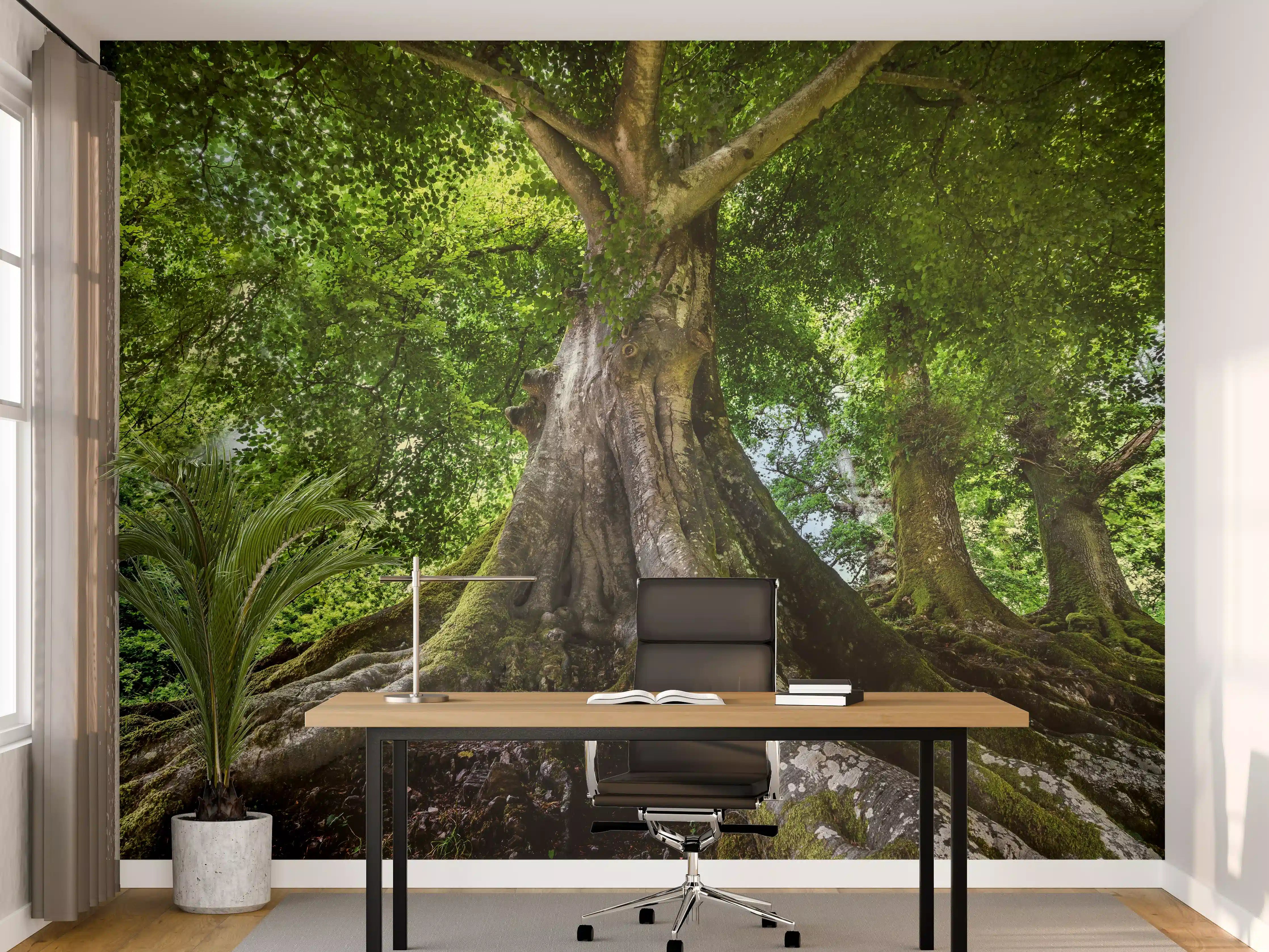 Büro Wandgestaltung - großer alter Baum in Froschperspektive