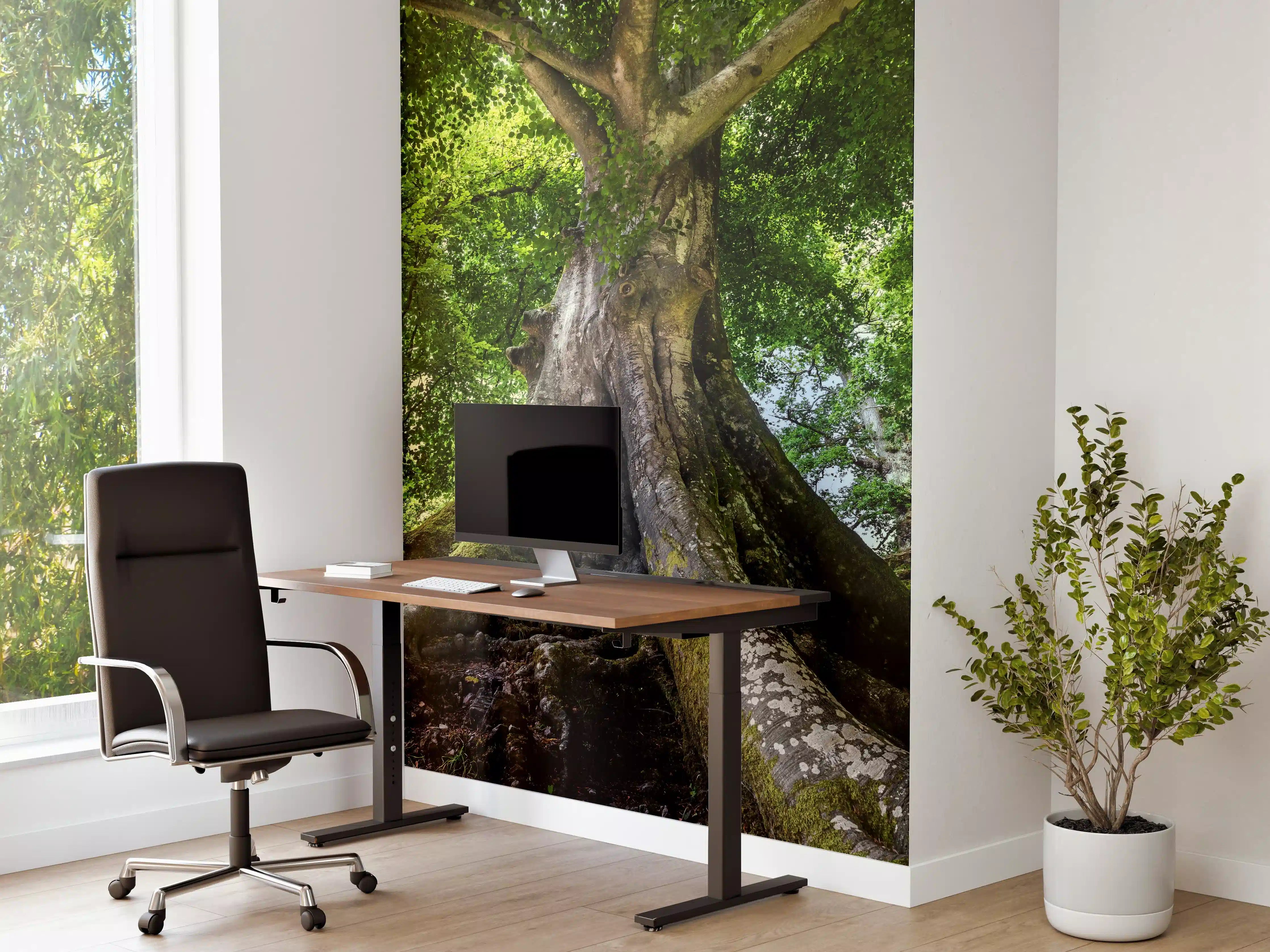 Büro Wandgestaltung - großer alter Baum in Froschperspektive