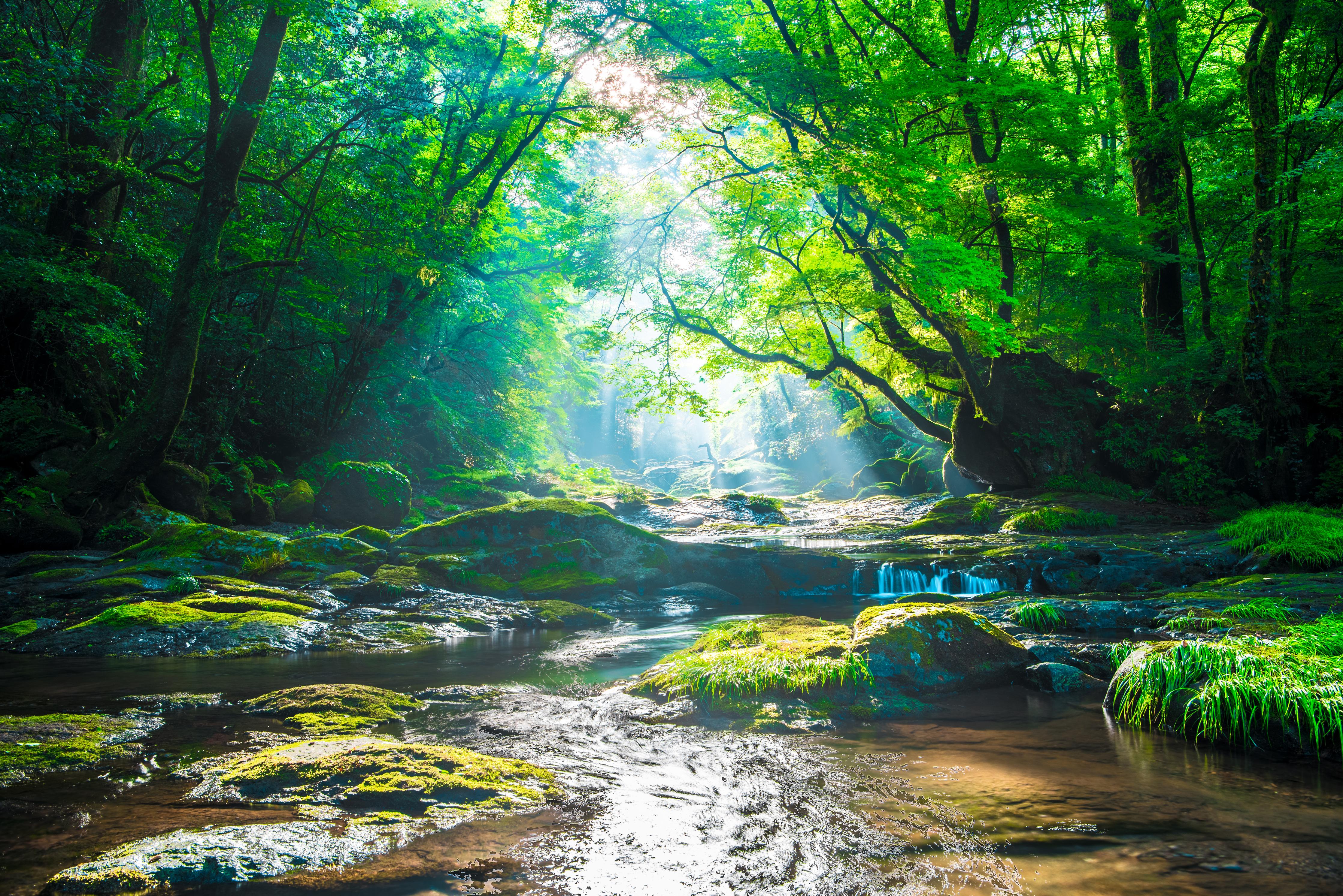 Duschrückwand- Kikuchi-Tal bei Tag - Japan