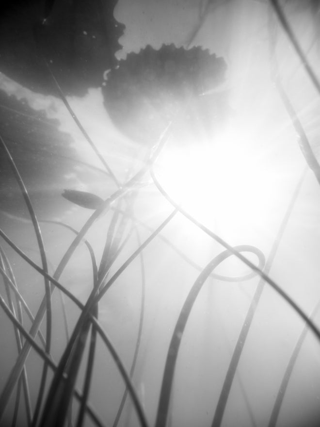 Duschrückwand - Abstrakte Seerose im Nebel Monochrom