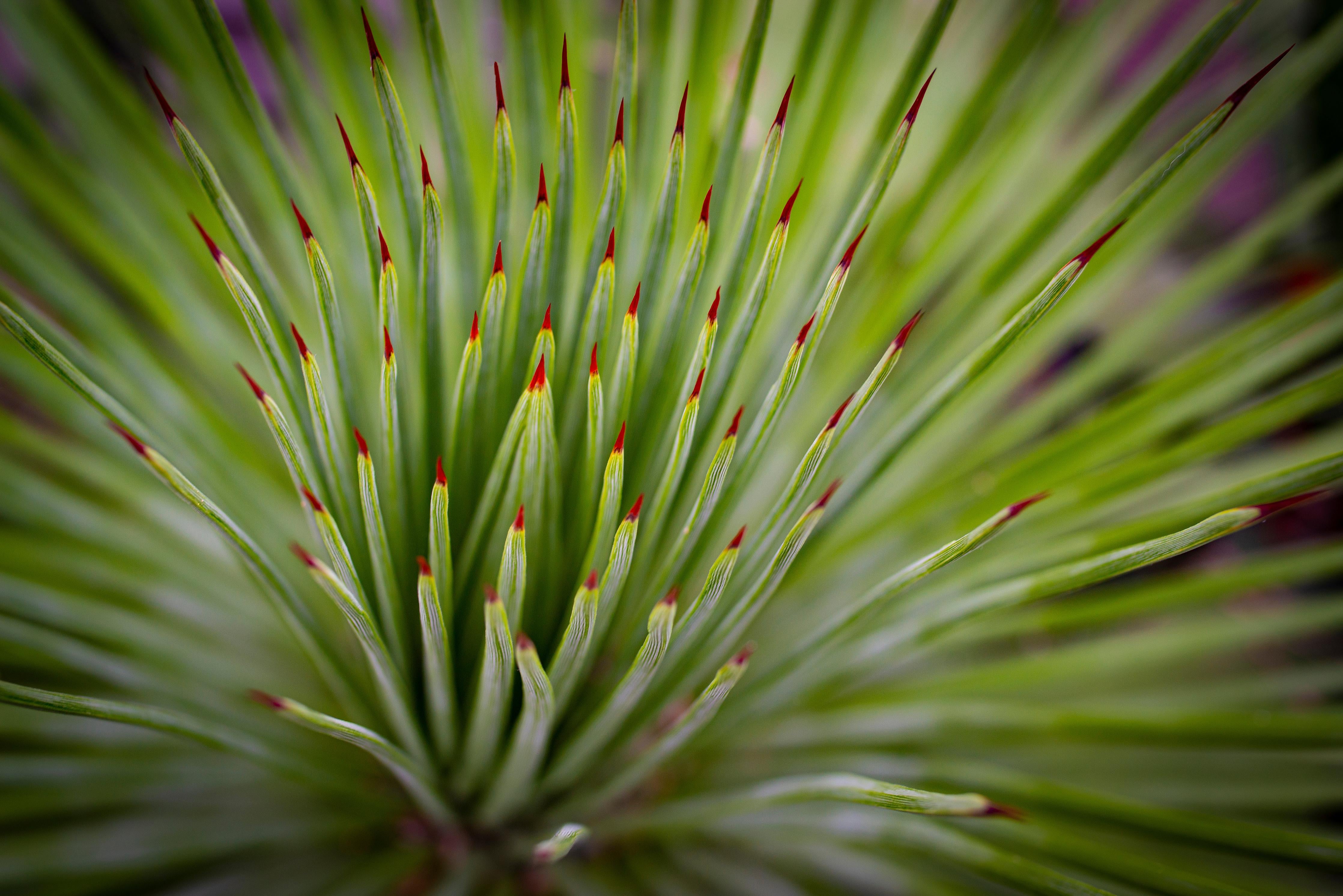 Duschrückwand-Agave striata im Detail