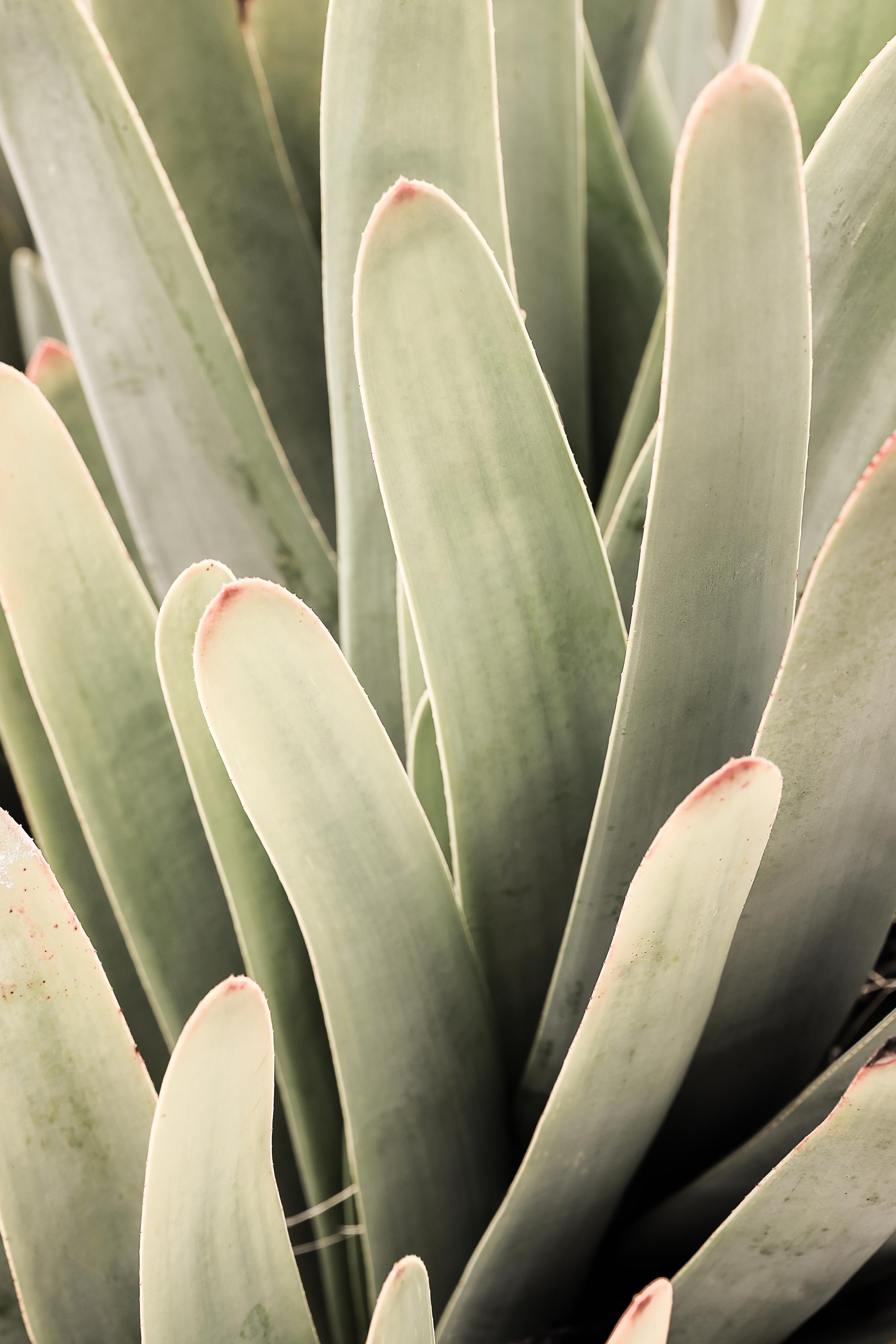 Duschrückwand-Aloe Vera Blätter Detailaufnahme Grüntöne