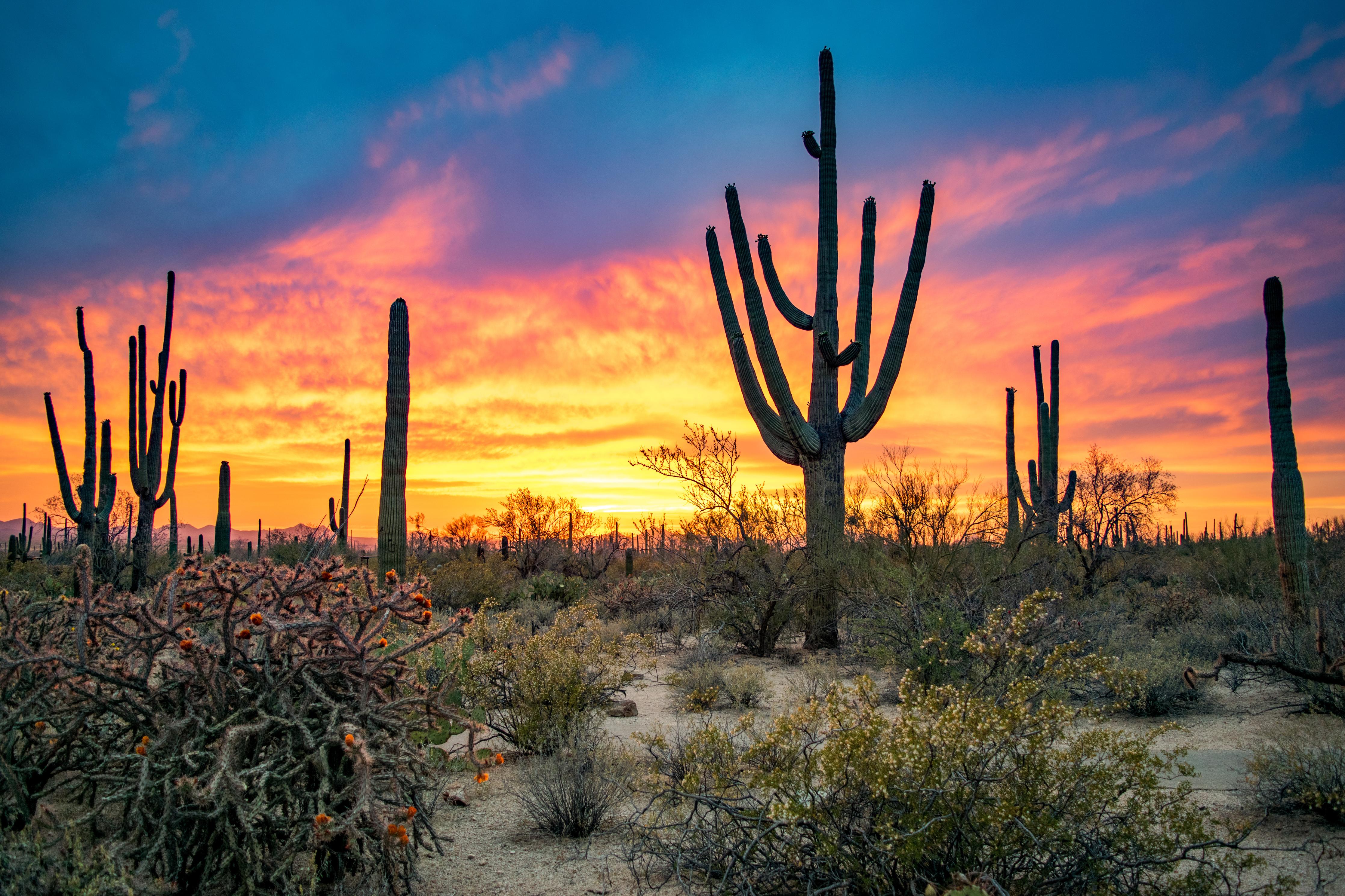 Duschrückwand-Arizona Wüste mit Kaktus Sonnenuntergang