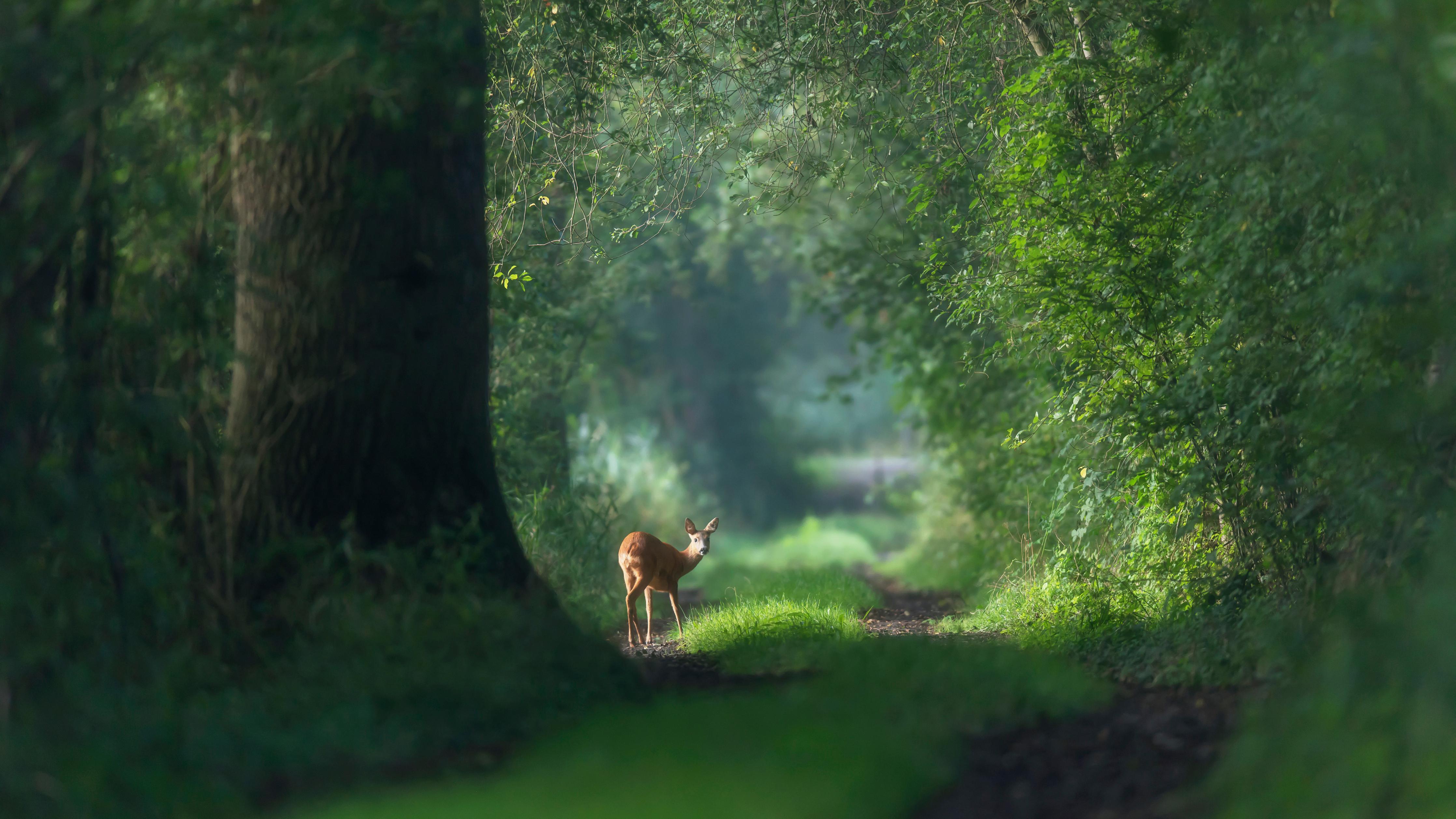 Duschrückwand-Aufmerksames Rehwild im Wald