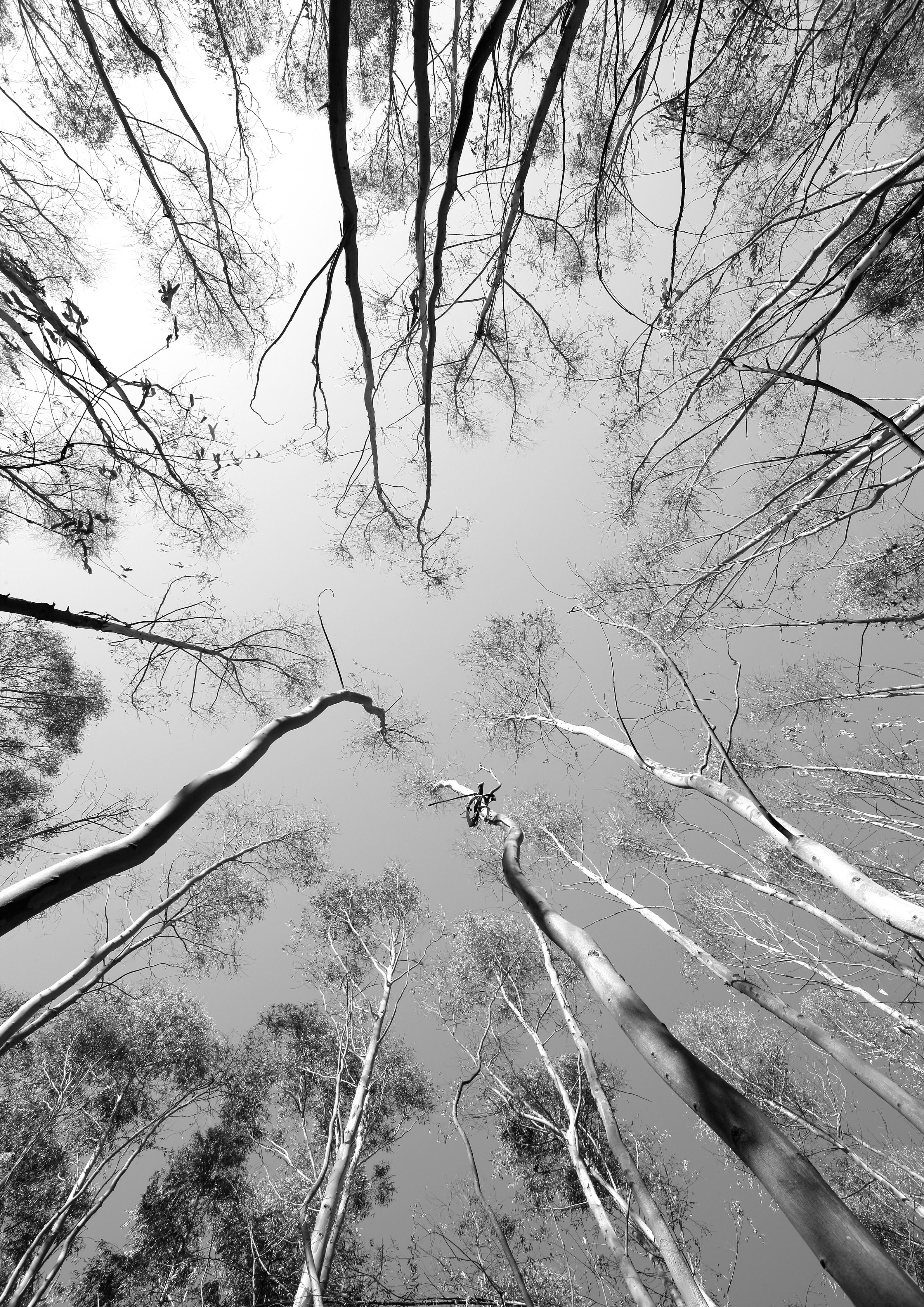 Duschrückwand-Birkenwald im Winter von unten