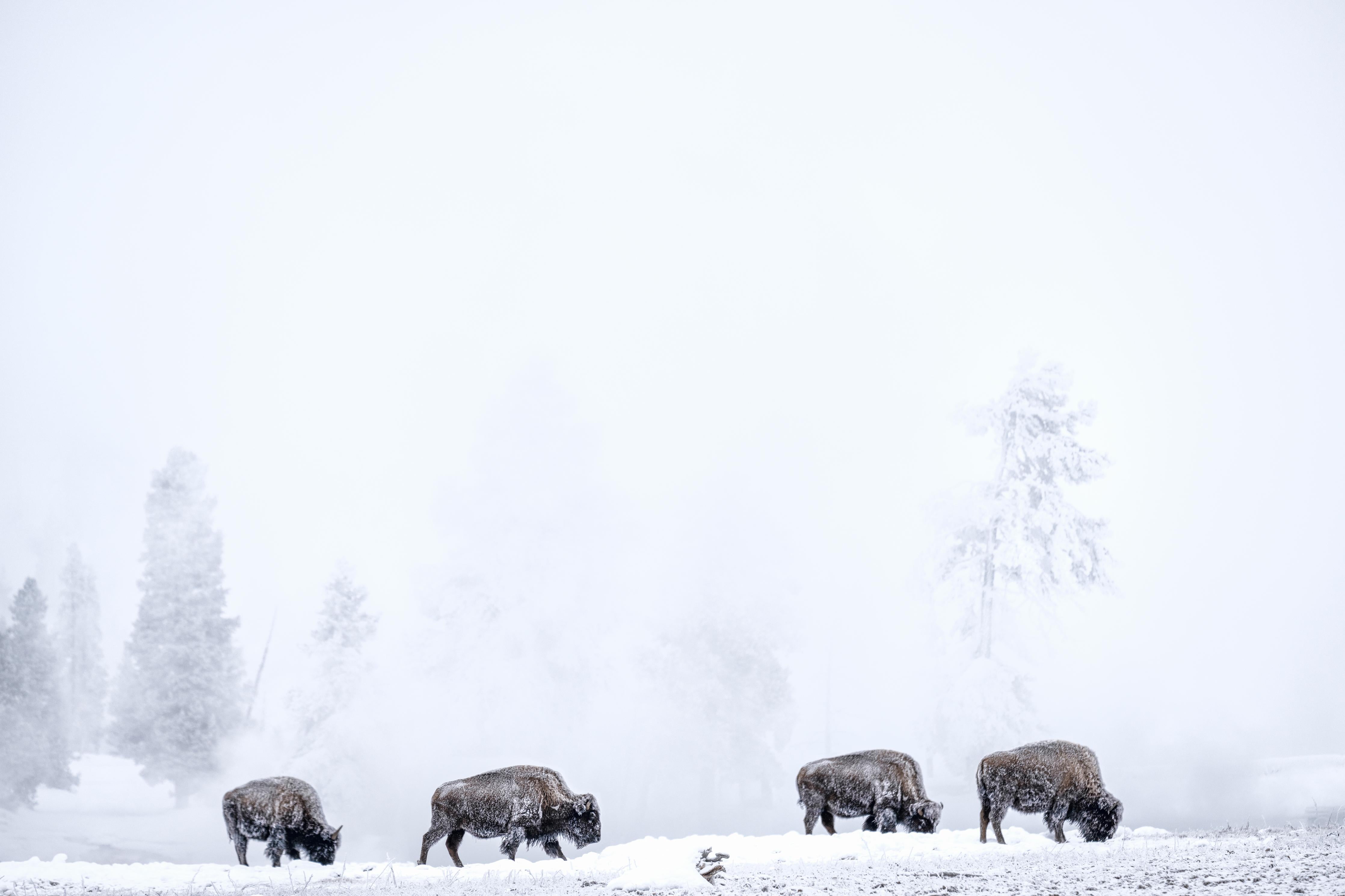 Duschrückwand-Bisons im kalten Wald