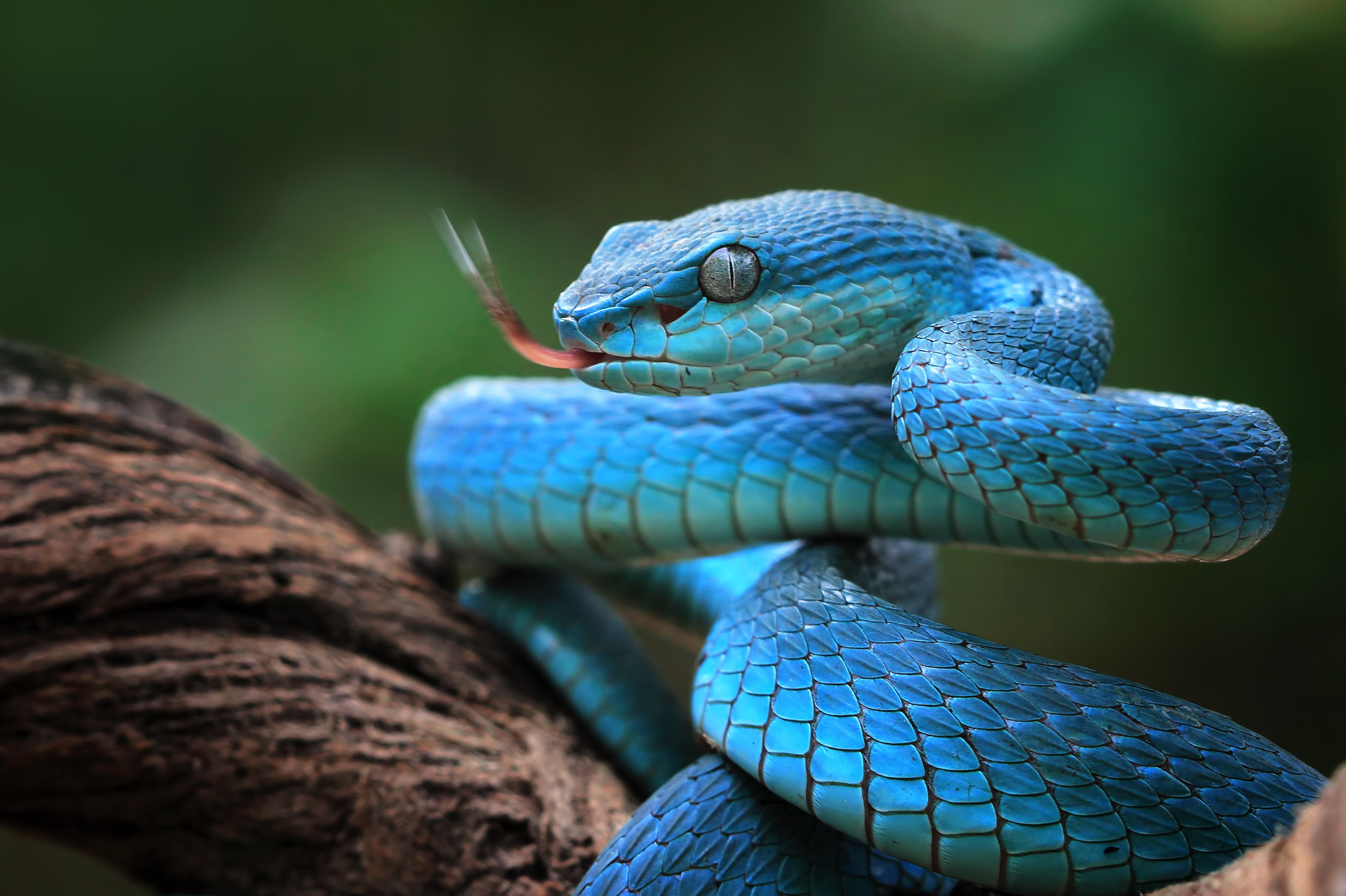 Duschrückwand-Blaue insularis Vipern-Nahaufnahme