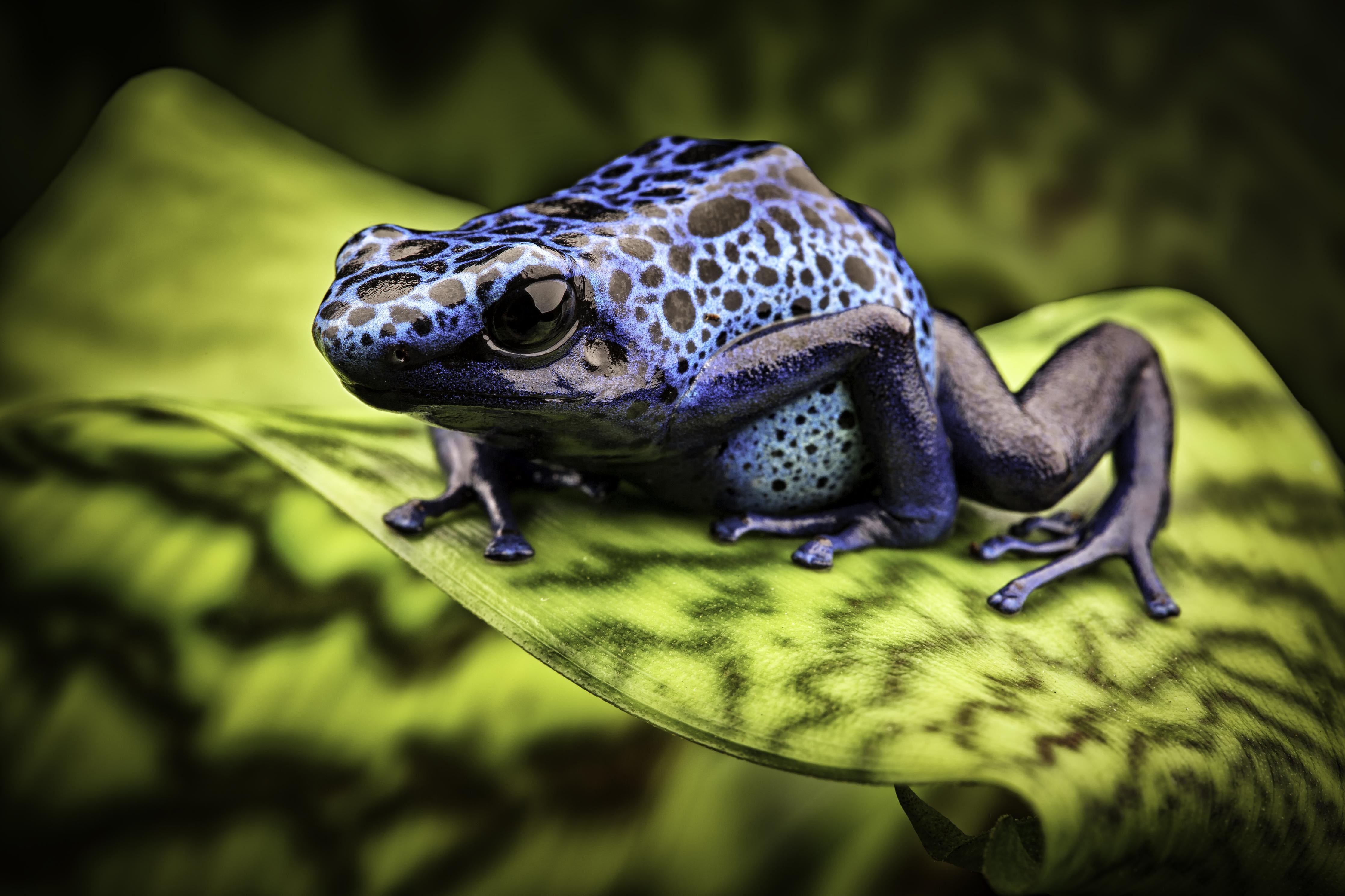 Duschrückwand-Blauer Pfeilgiftfrosch im Amazonas