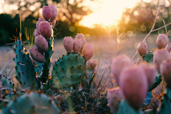 Duschrückwand - Blühender Kaktus bei Sonnenuntergang