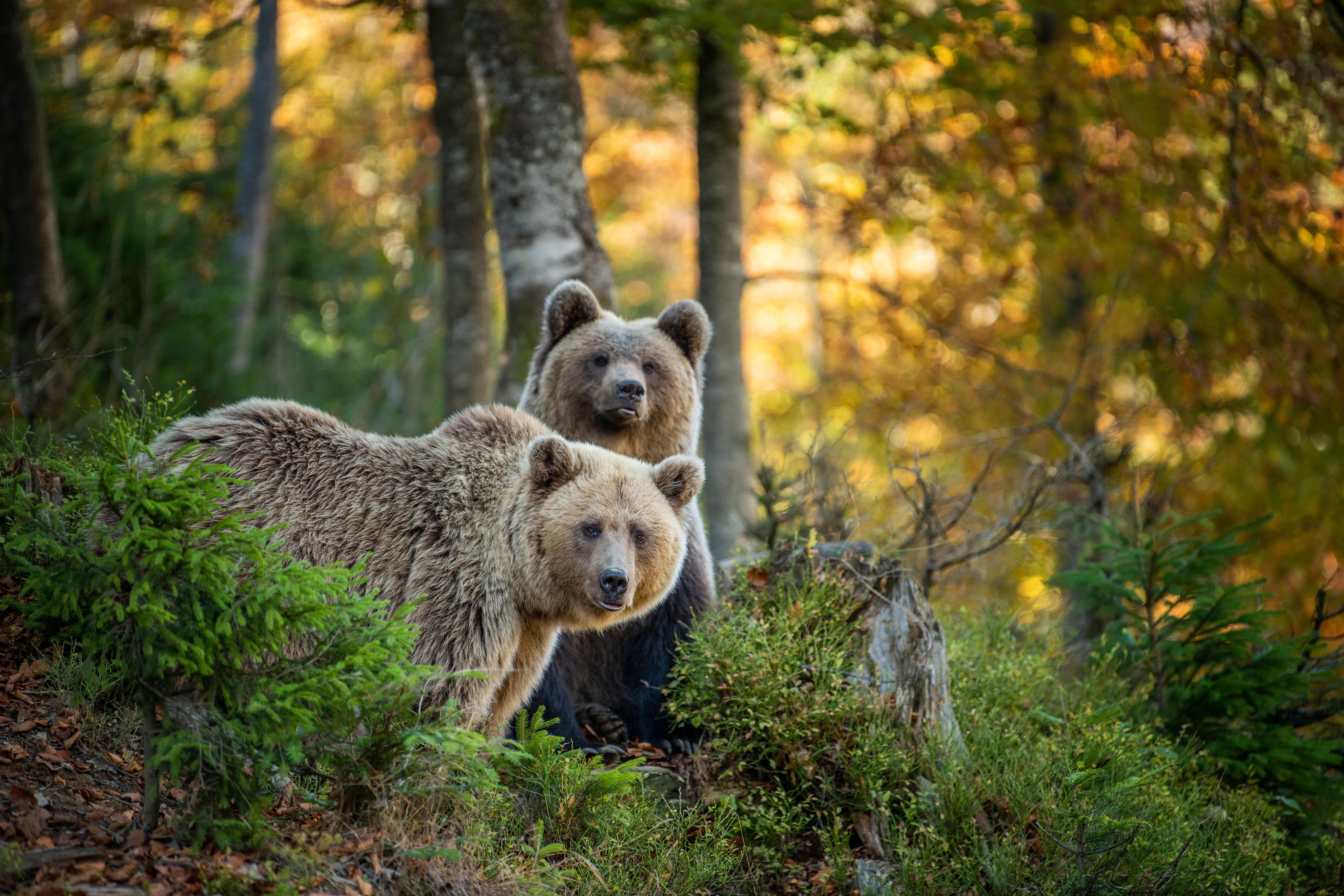 Duschrückwand-Braunbär Familie Herbstlaub Waldbild