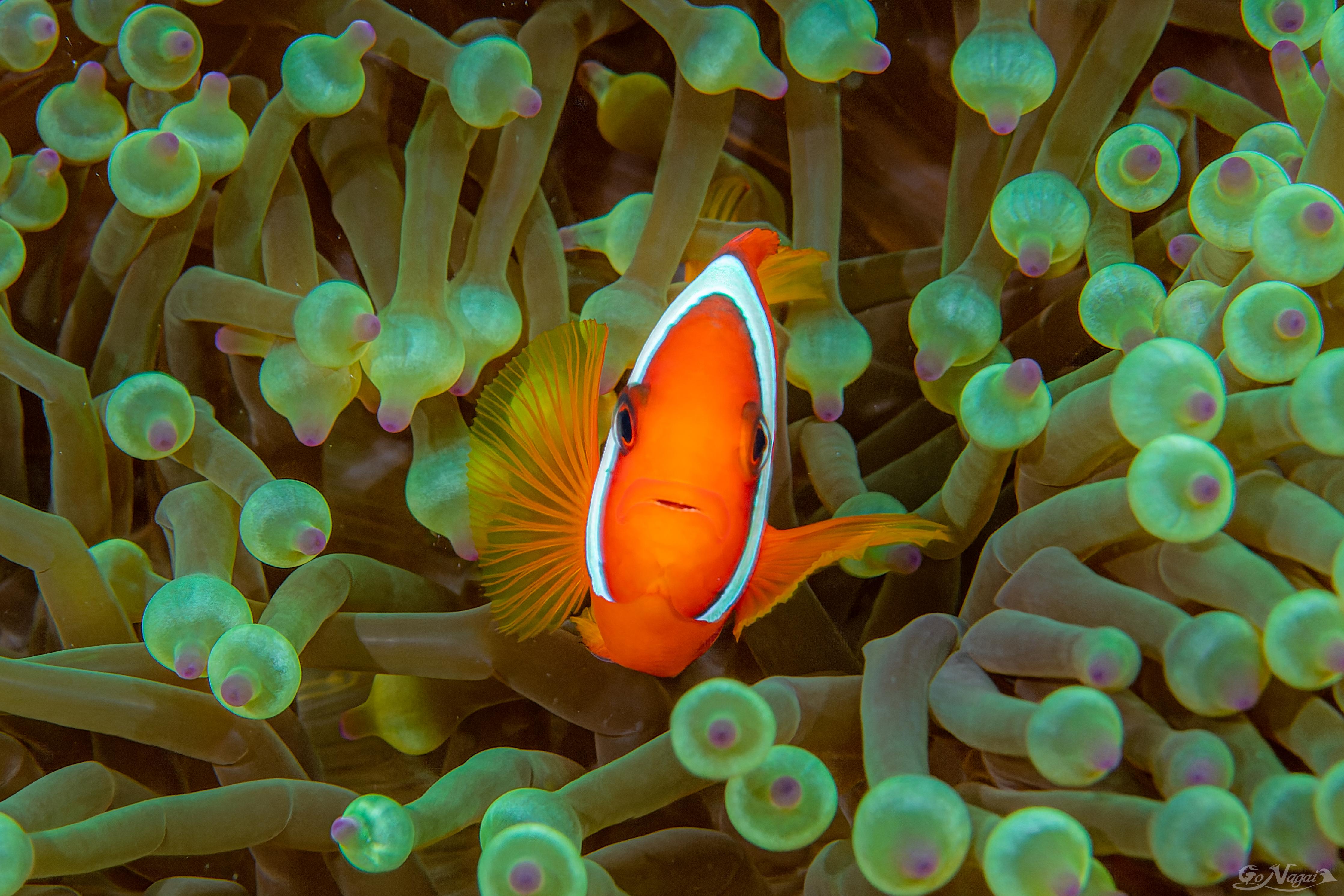 Duschrückwand-Clownfisch - Unterwasserwelt