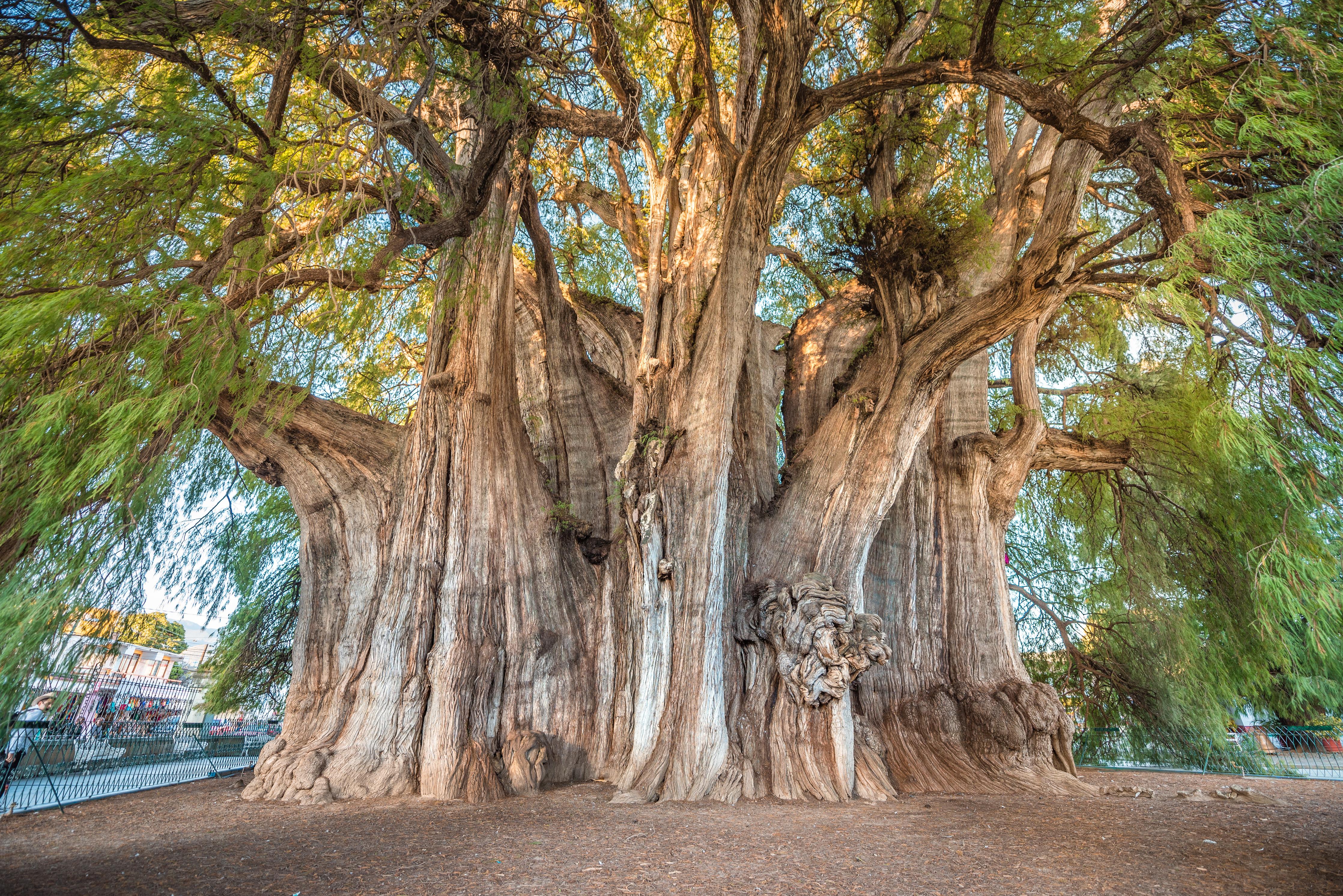 Duschrückwand-Der größte Baum der Welt - Mexico