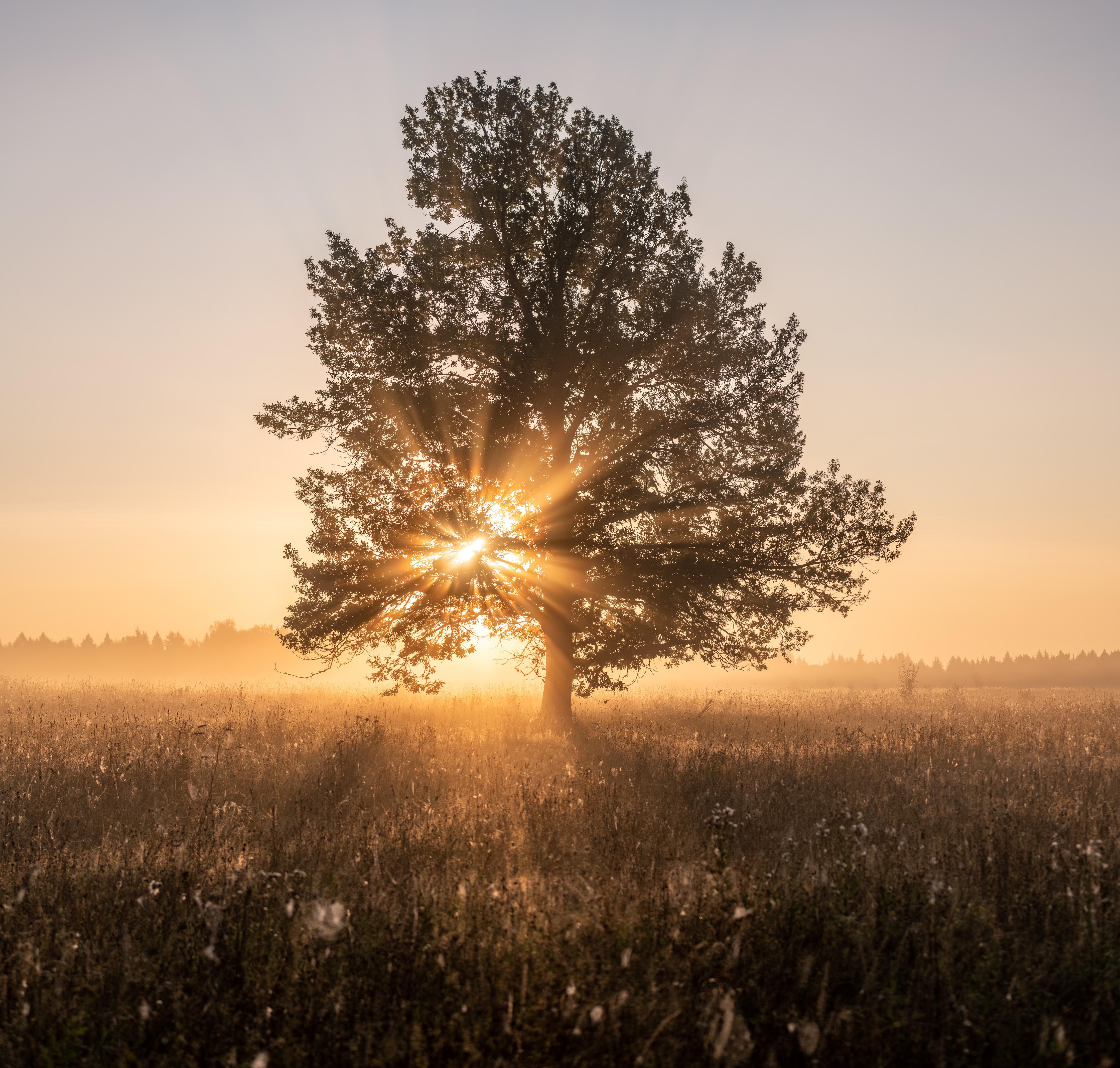 Duschrückwand-Baum an einem frühen Herbstmorgen in Russland