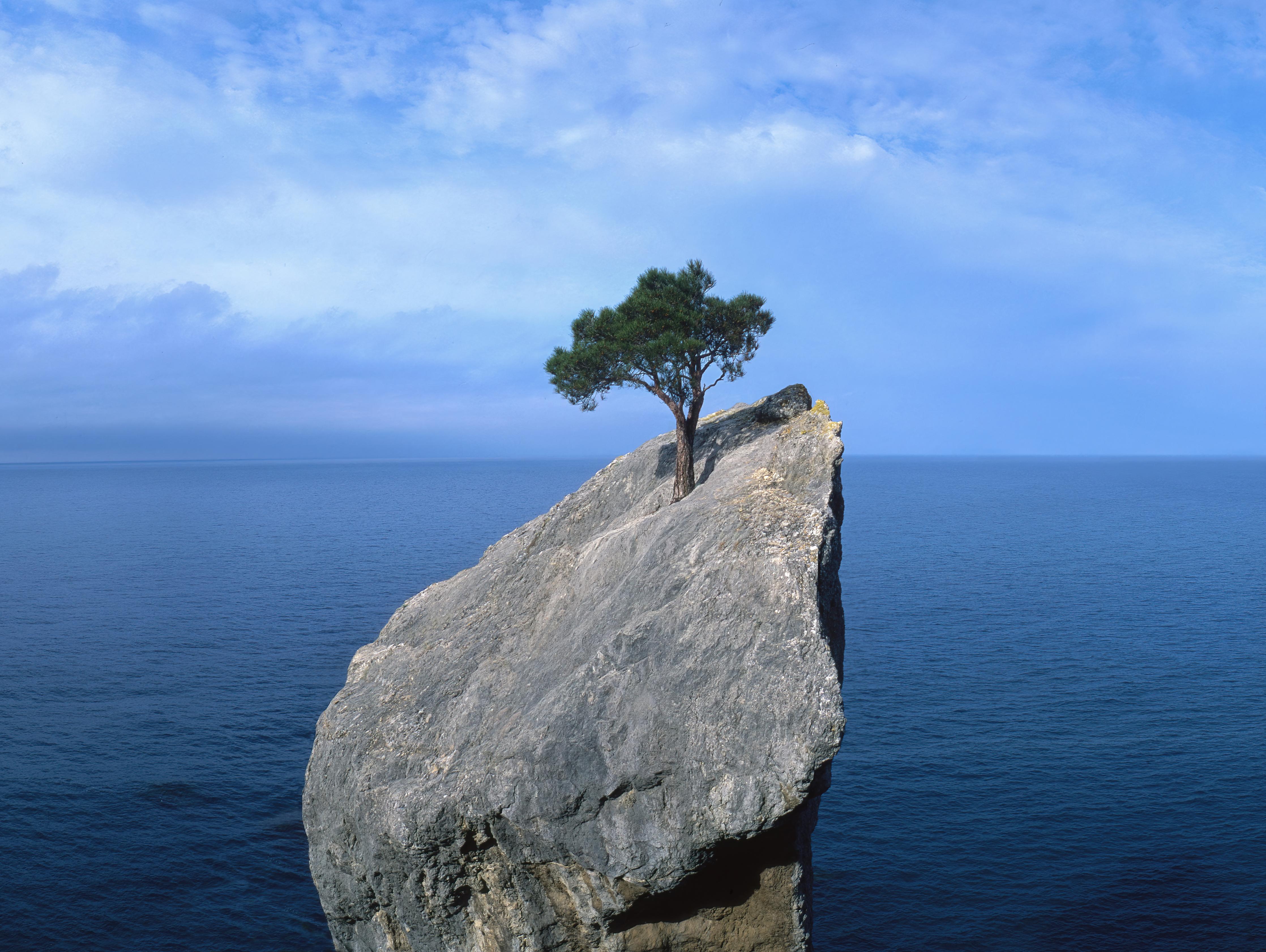 Duschrückwand-Baum auf Fels mitten im Ozean