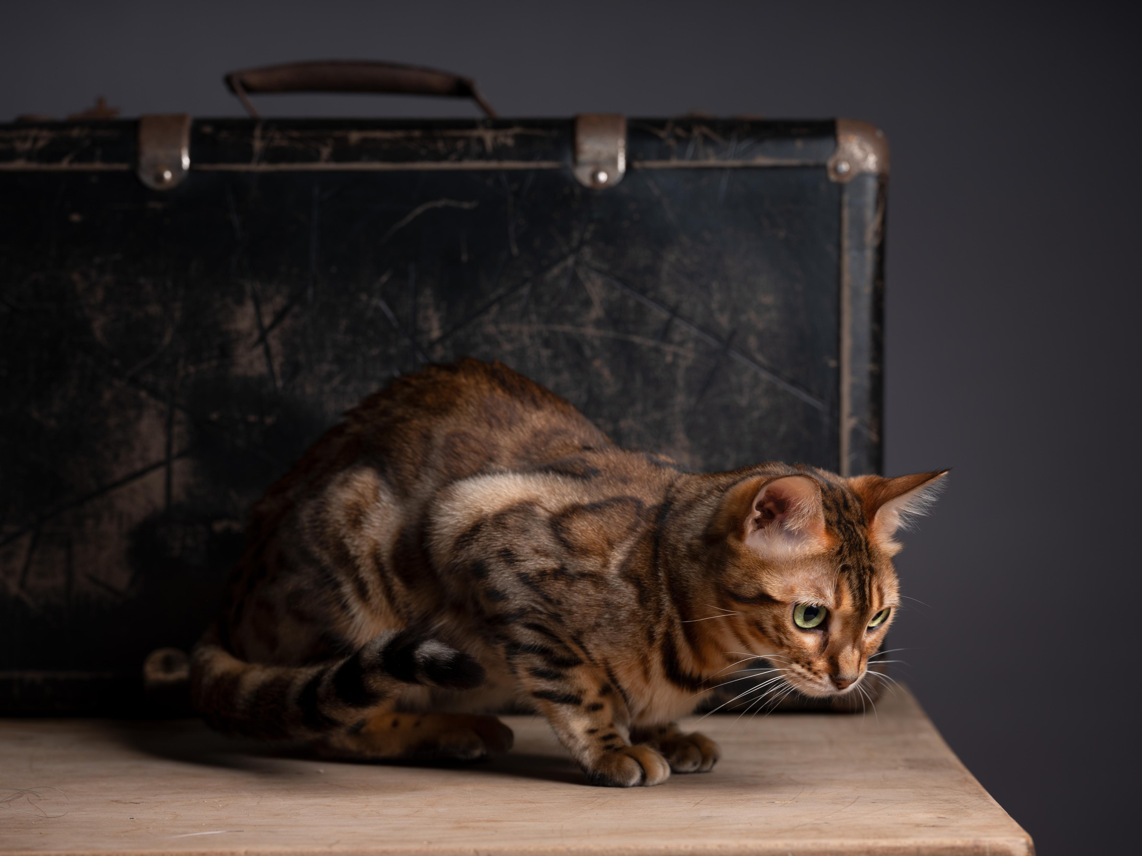 Duschrückwand-Bengalkatze auf Holztisch