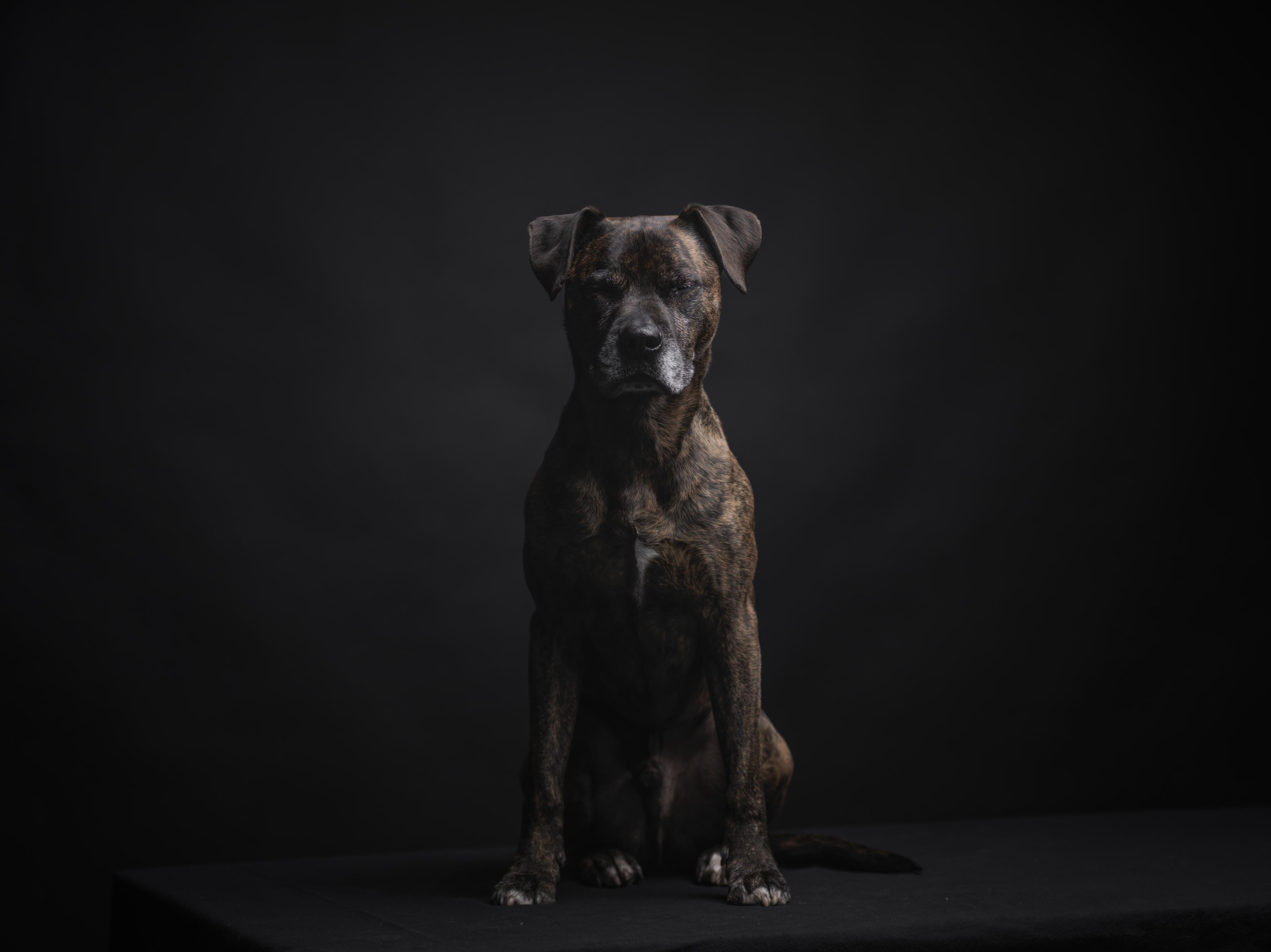 Duschrückwand-Boxer Staffordshire Hund