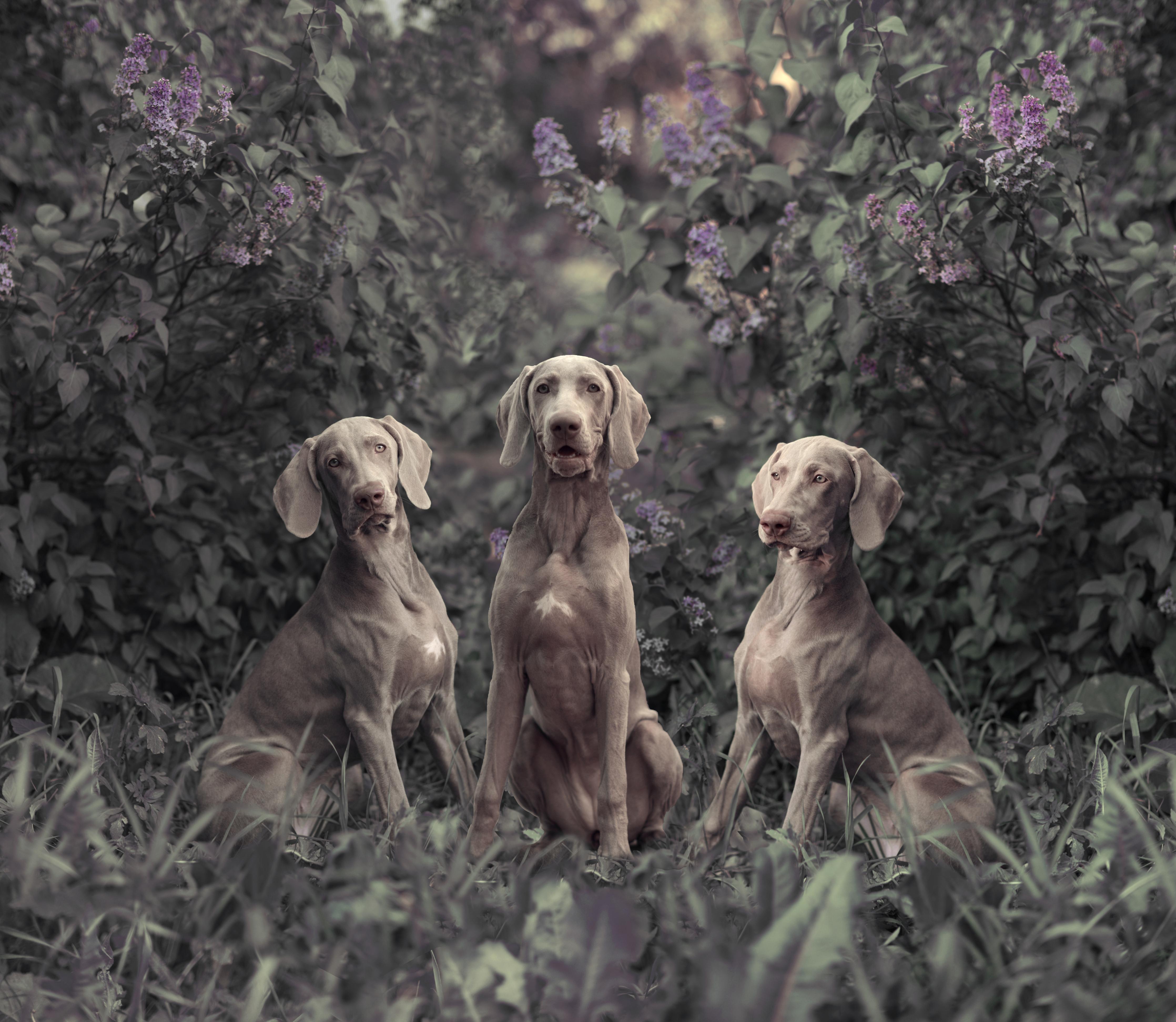 Duschrückwand-Drei Weimaranerhunde sitzend im Fliedergebüsch