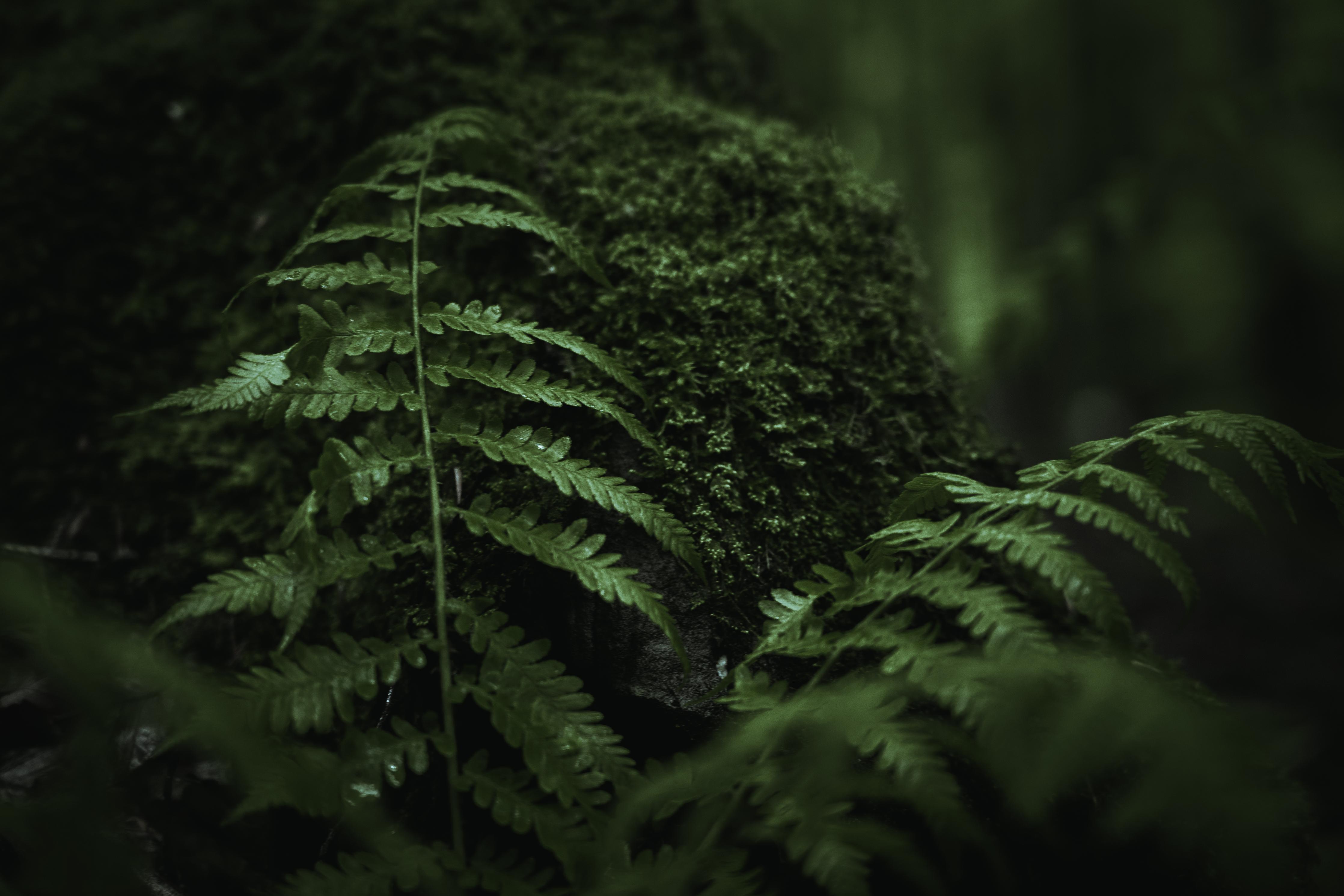 Duschrückwand-Farn im Wald des Allgäu bei Dunkelheit