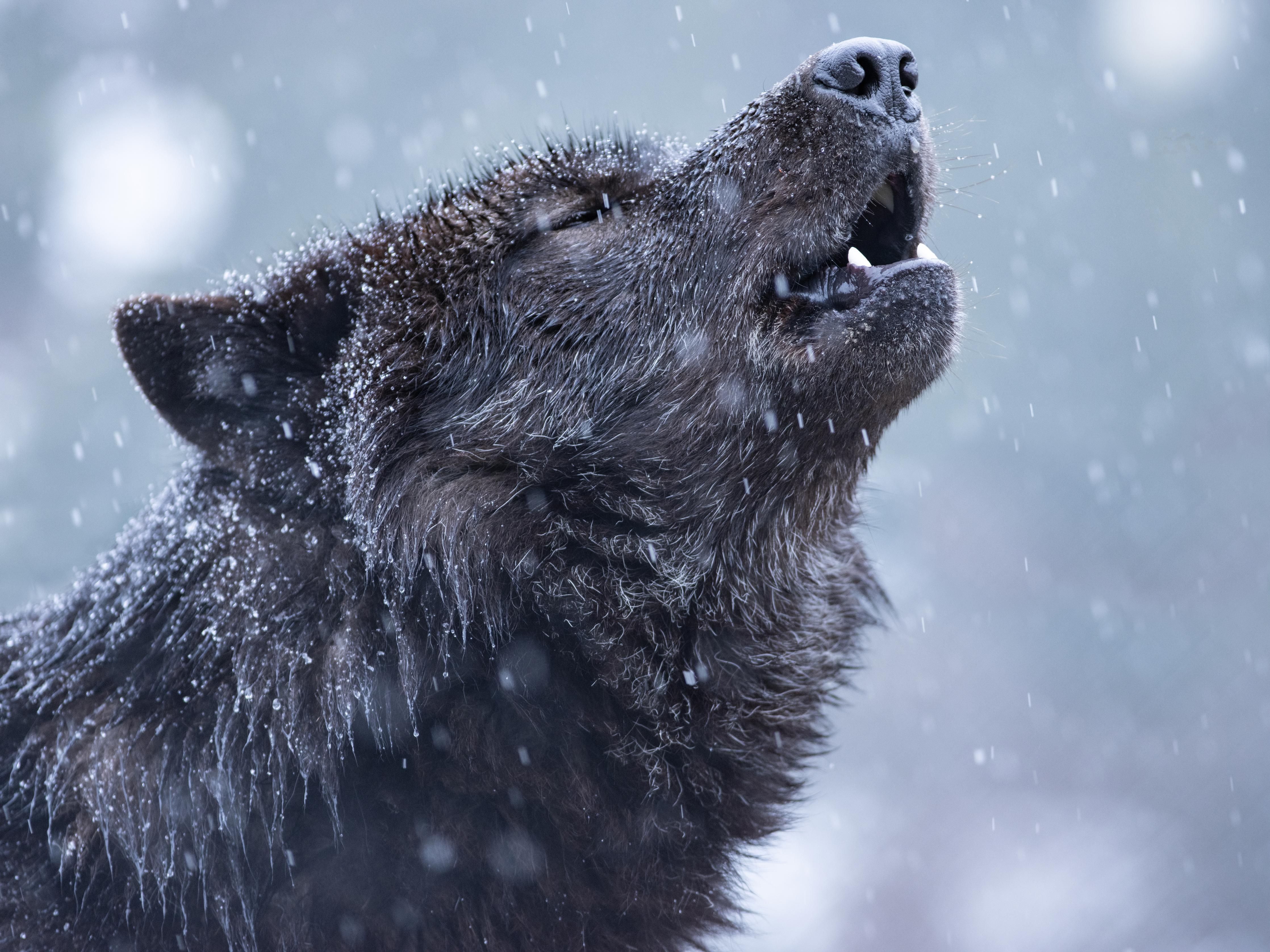 Duschrückwand-Heulender Wolf im Winter