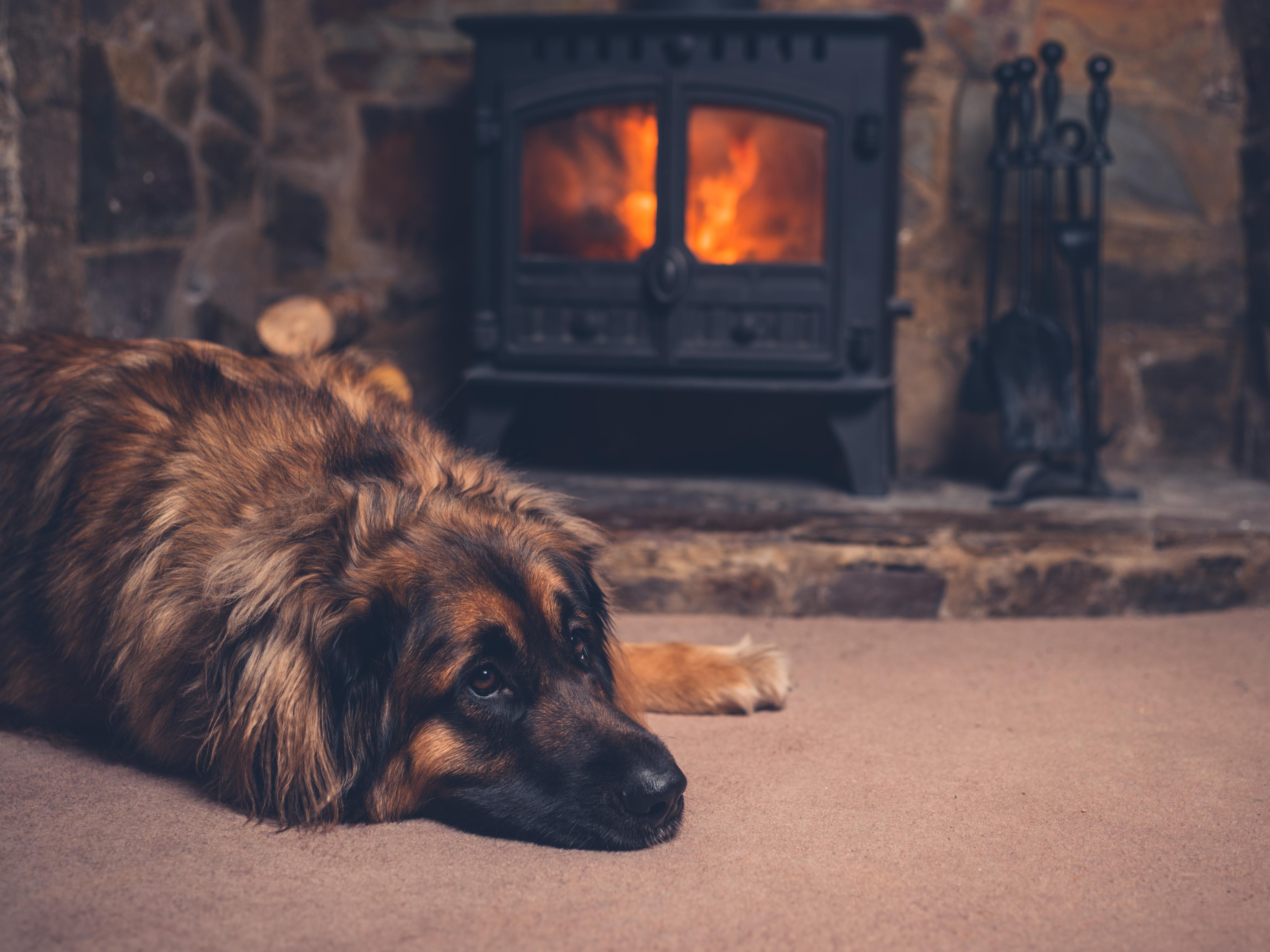 Duschrückwand-Hund entspannt am Feuer