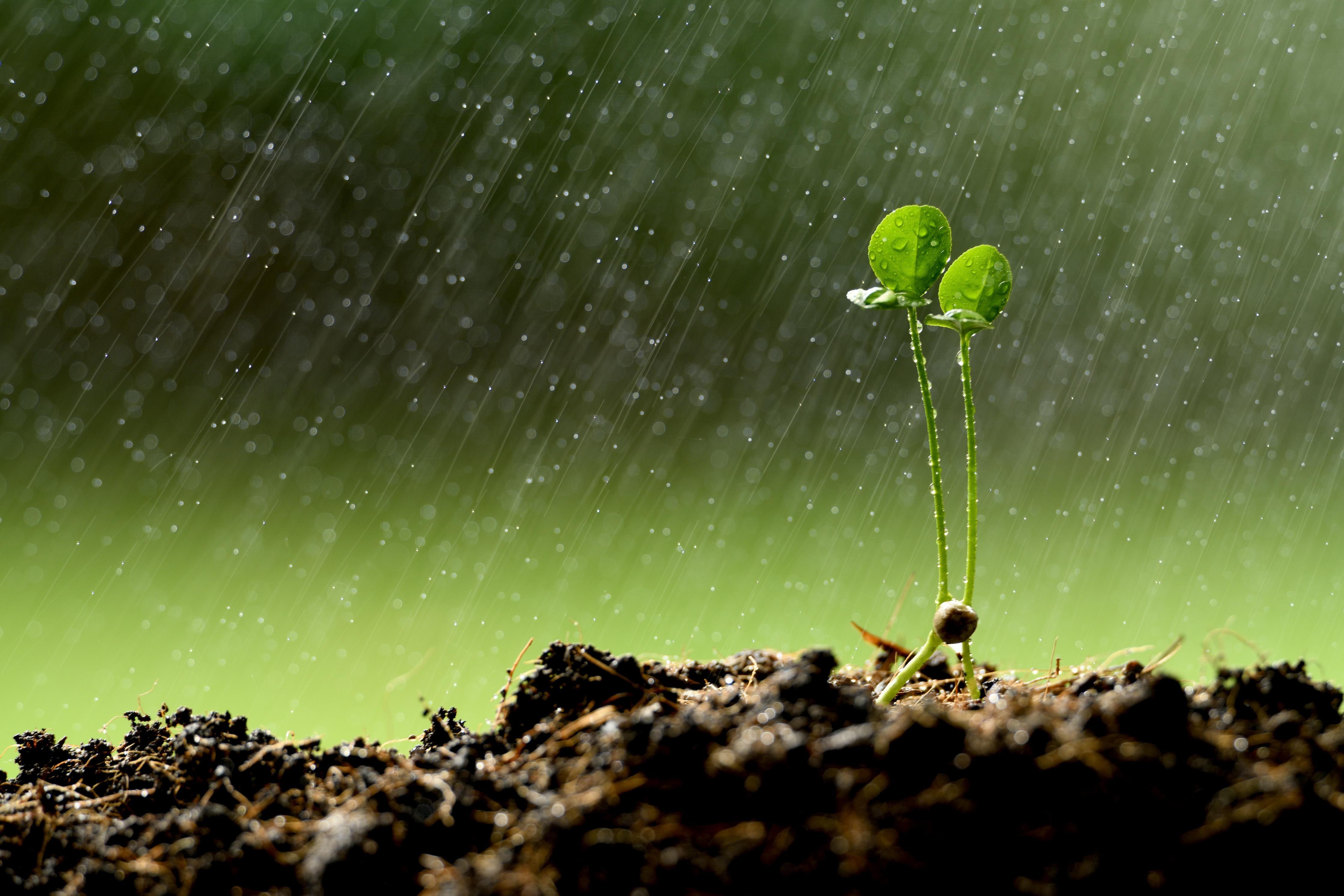 Duschrückwand-Keimende Pflanze bei Regen