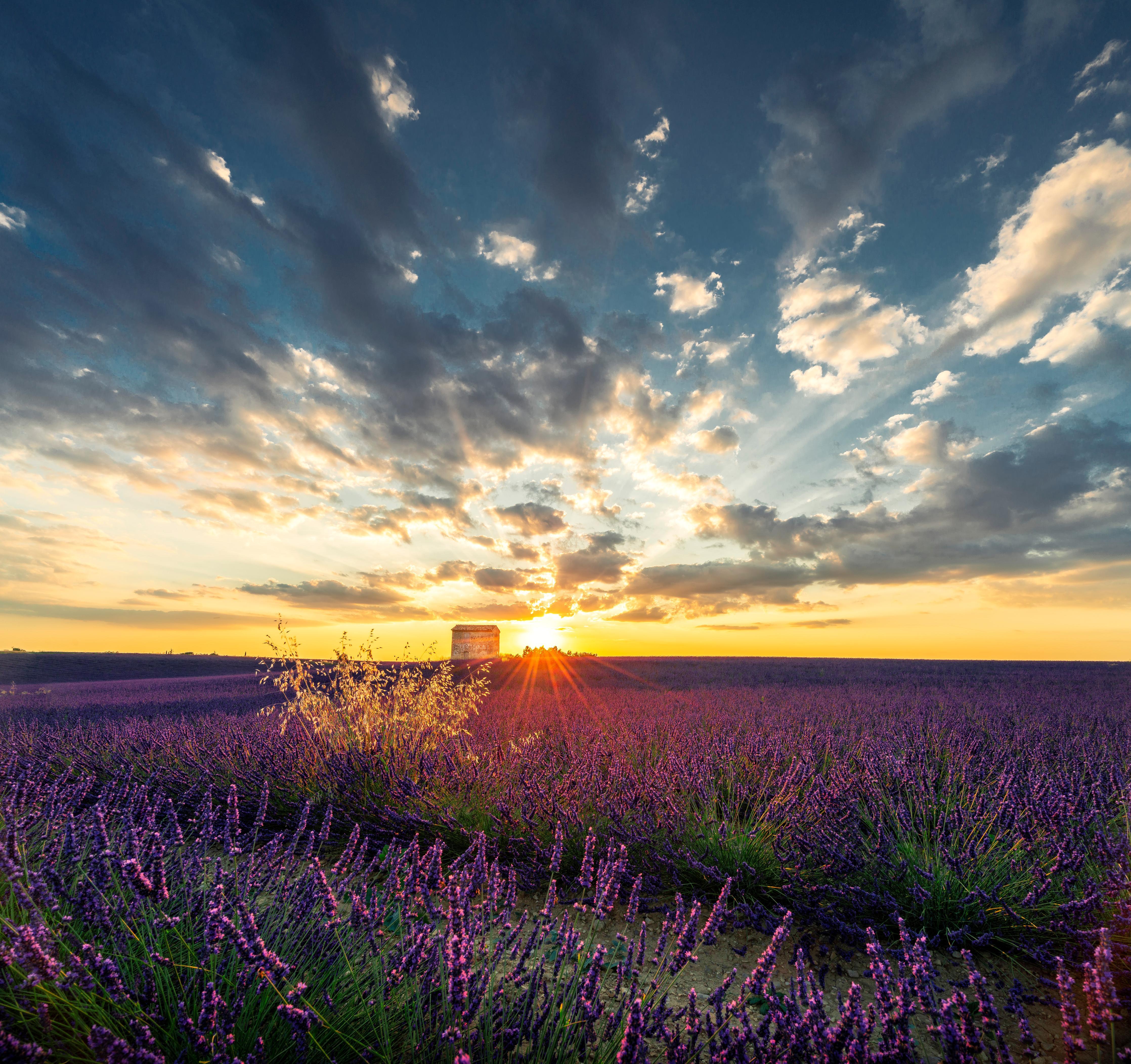 Duschrückwand-Lavendel Feld im Sommer in der Provence