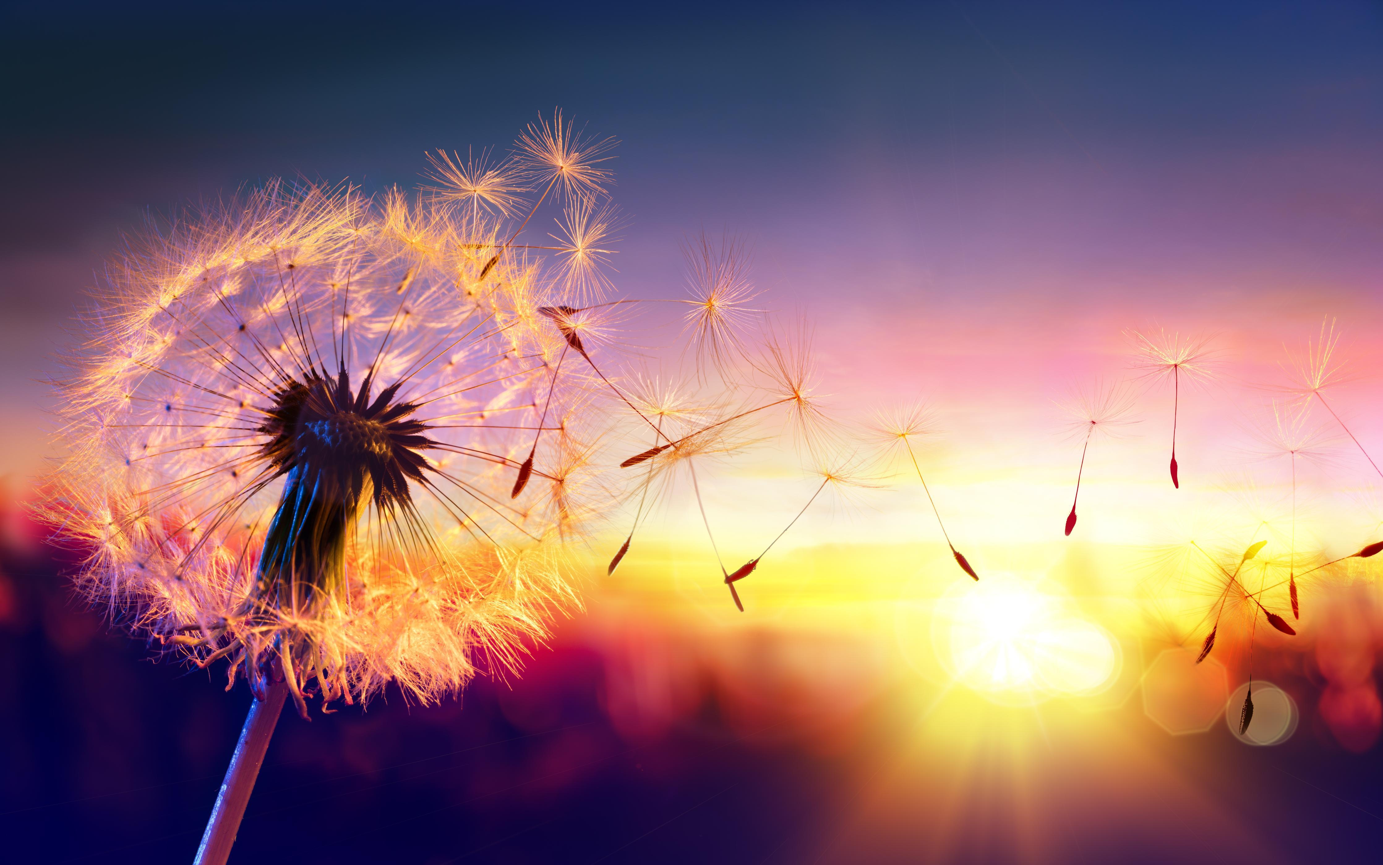 Duschrückwand-Löwenzahn im Wind bei Sonnenuntergang