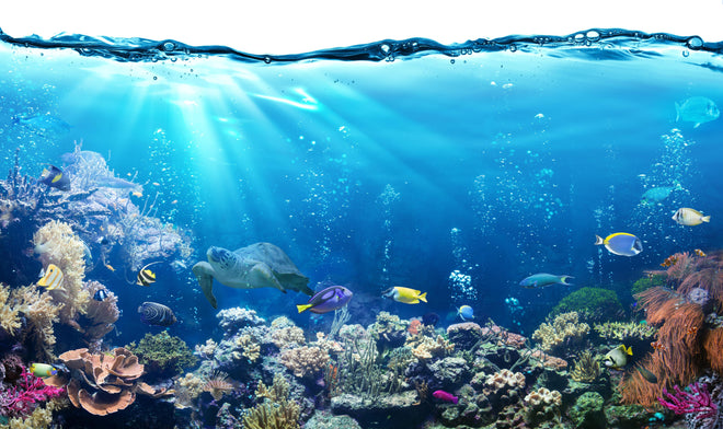 Duschrückwand - Ozeantiere - Unterwasser