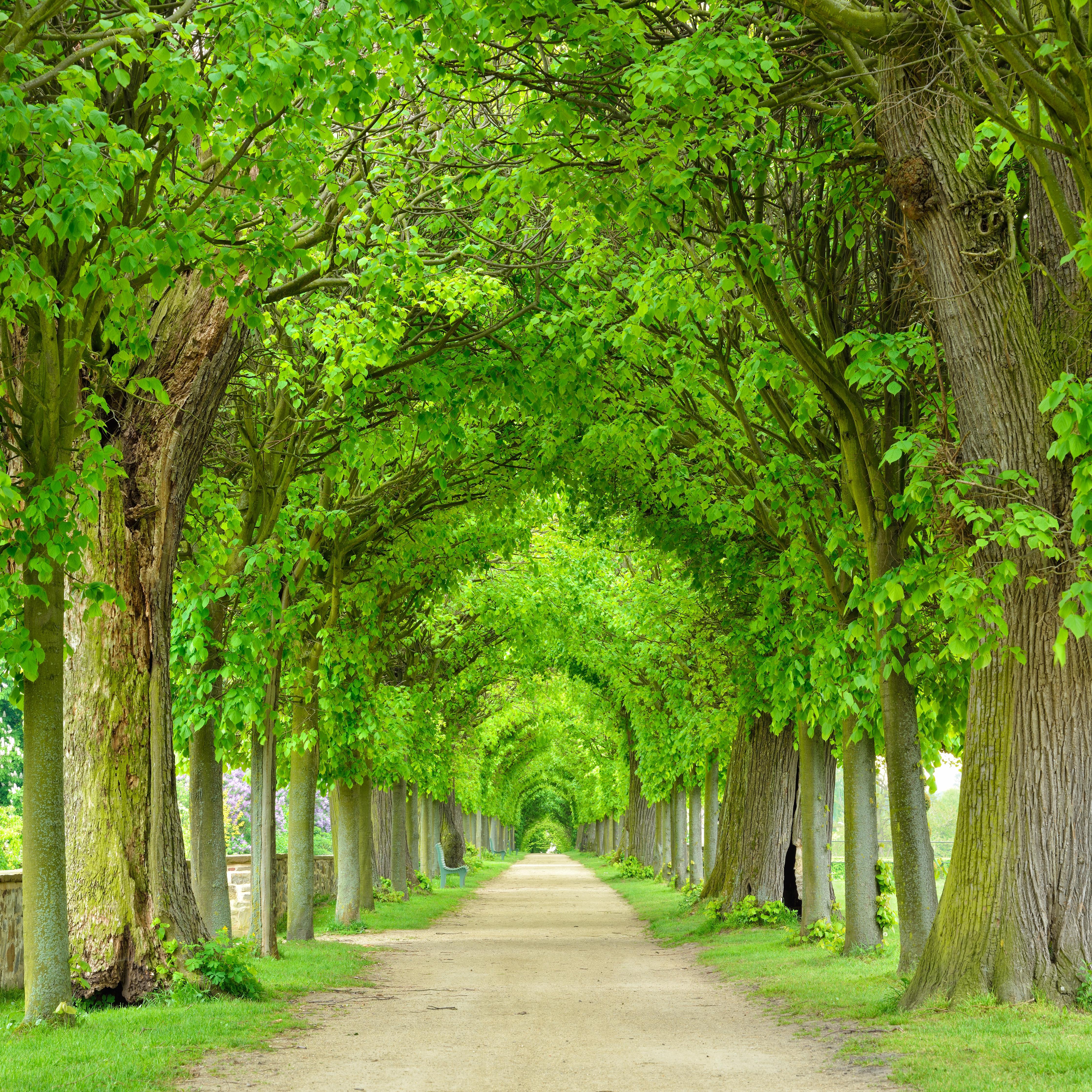 Duschrückwand-Park mit tunnelartiger Lindenallee im Frühling