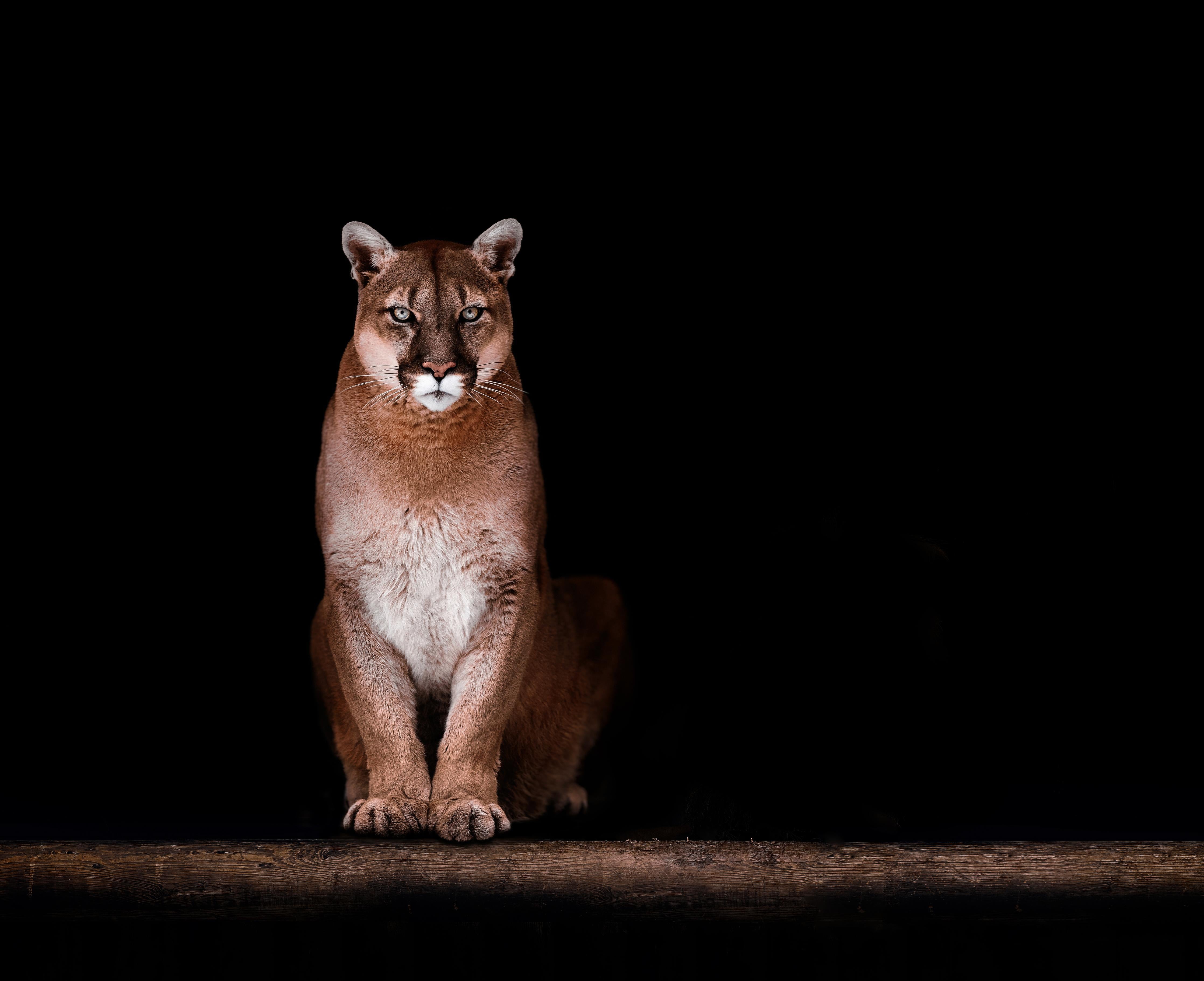 Duschrückwand-Porträt des schönen Pumas