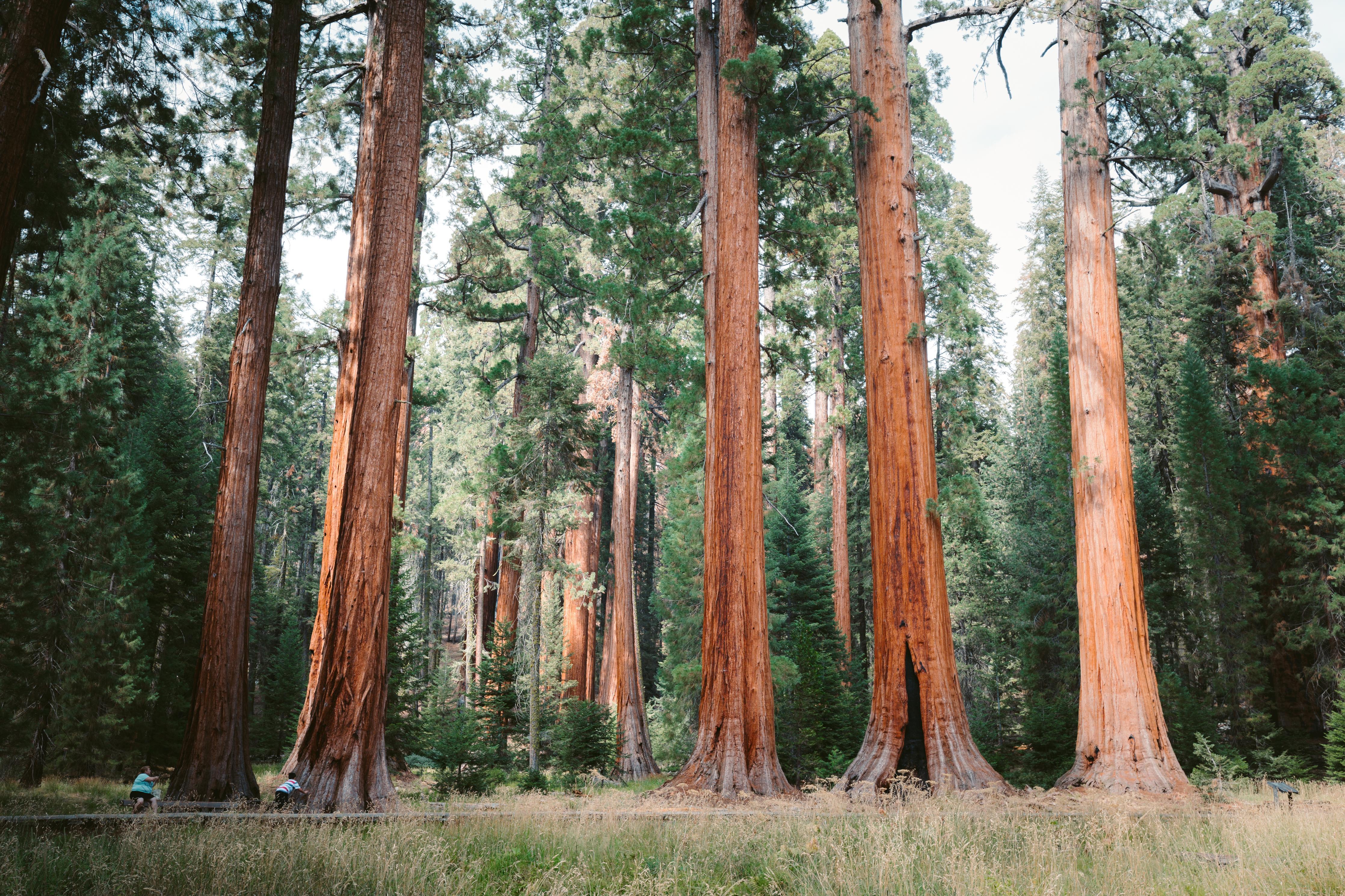 Duschrückwand-Riesenmammutbäume im Sequoia-Nationalpark