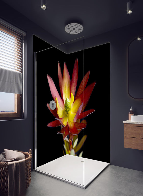 Duschrückwand - Rötliche aufblühende Lotosblume in dunklem Badezimmer mit Regenduschkopf