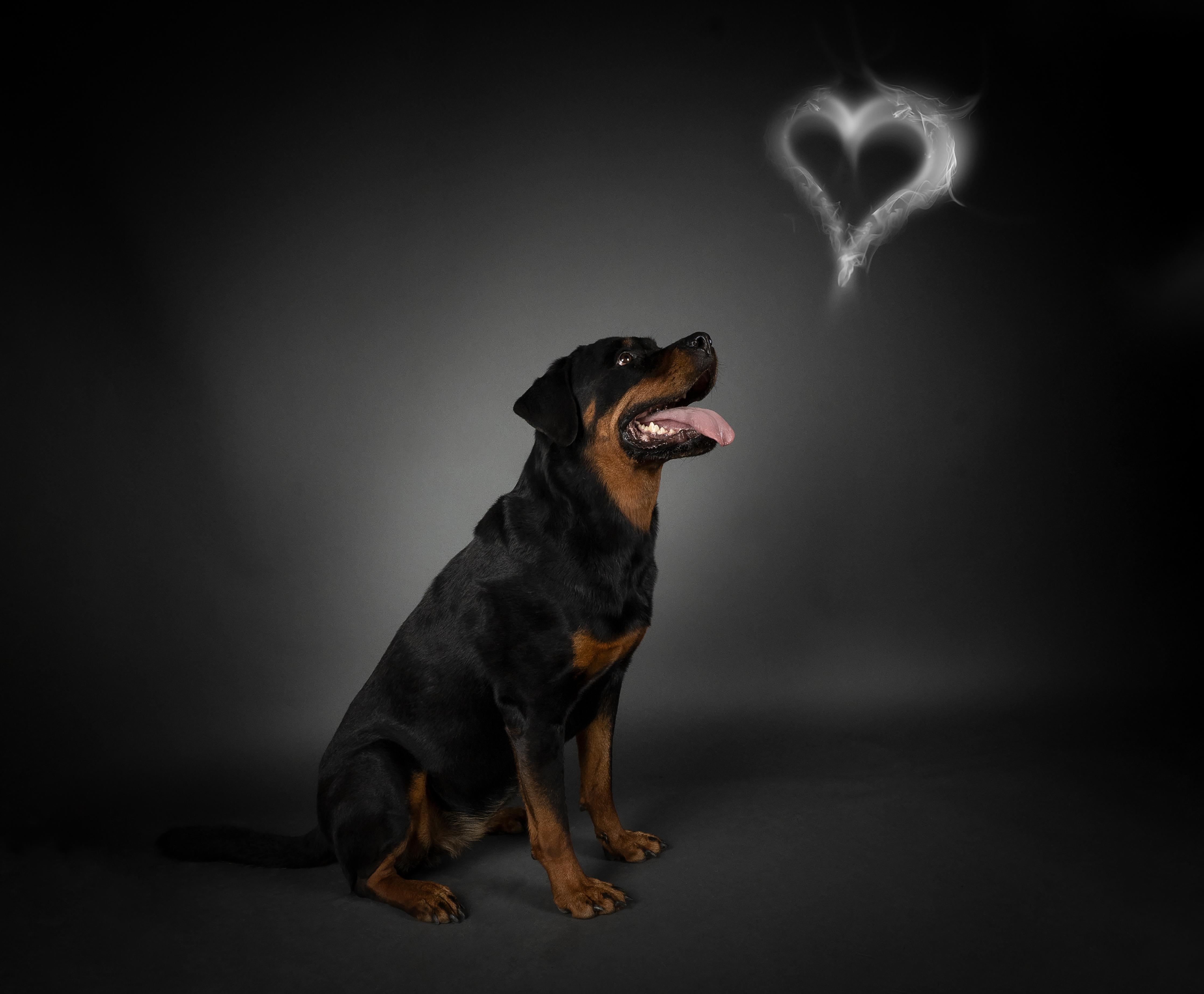 Duschrückwand-Rottweiler sitzend mit Blick auf Herz