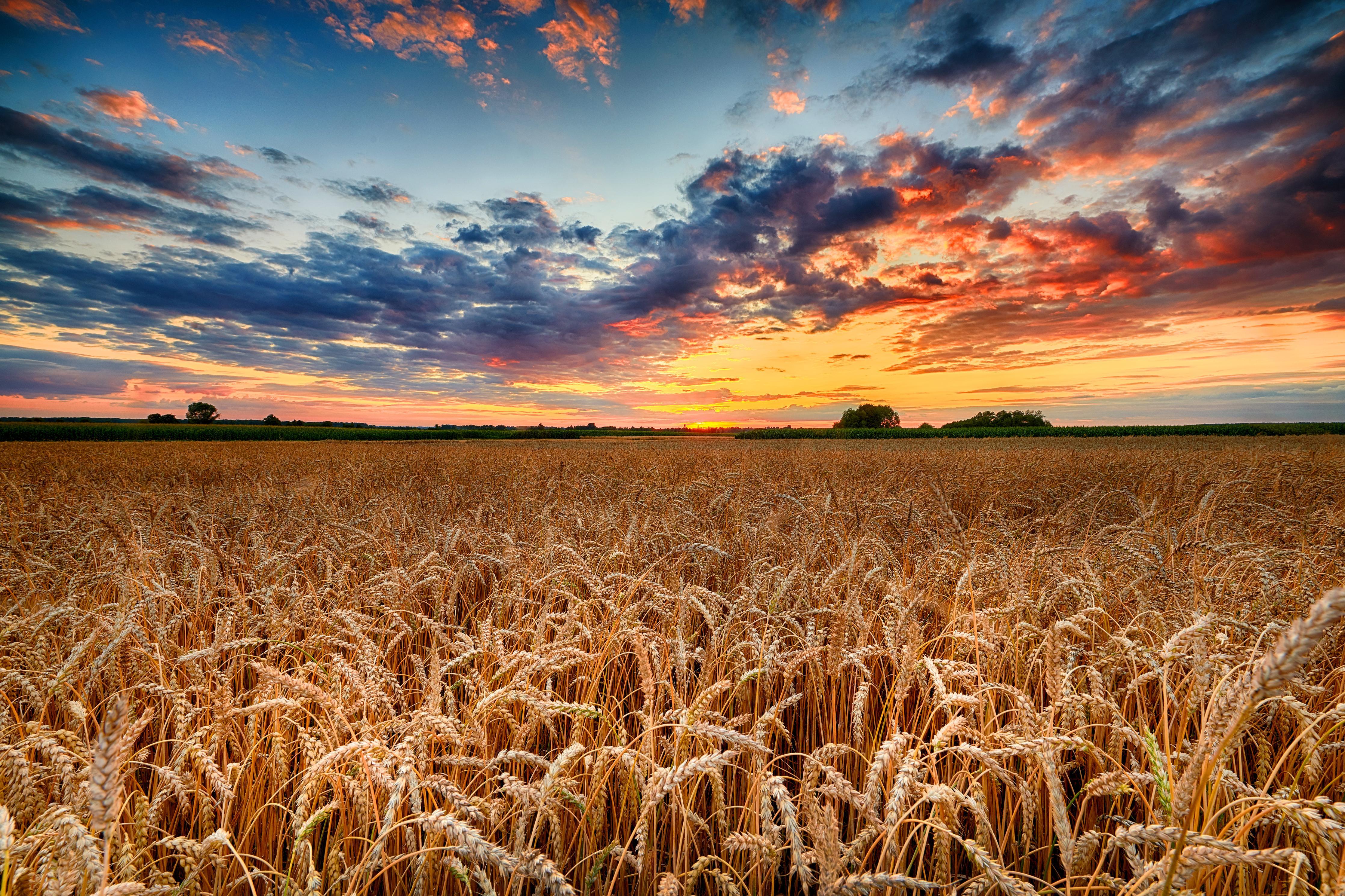 Duschrückwand-Sommer-Sonnenaufgang über Weizenfeldern in der Ukraine