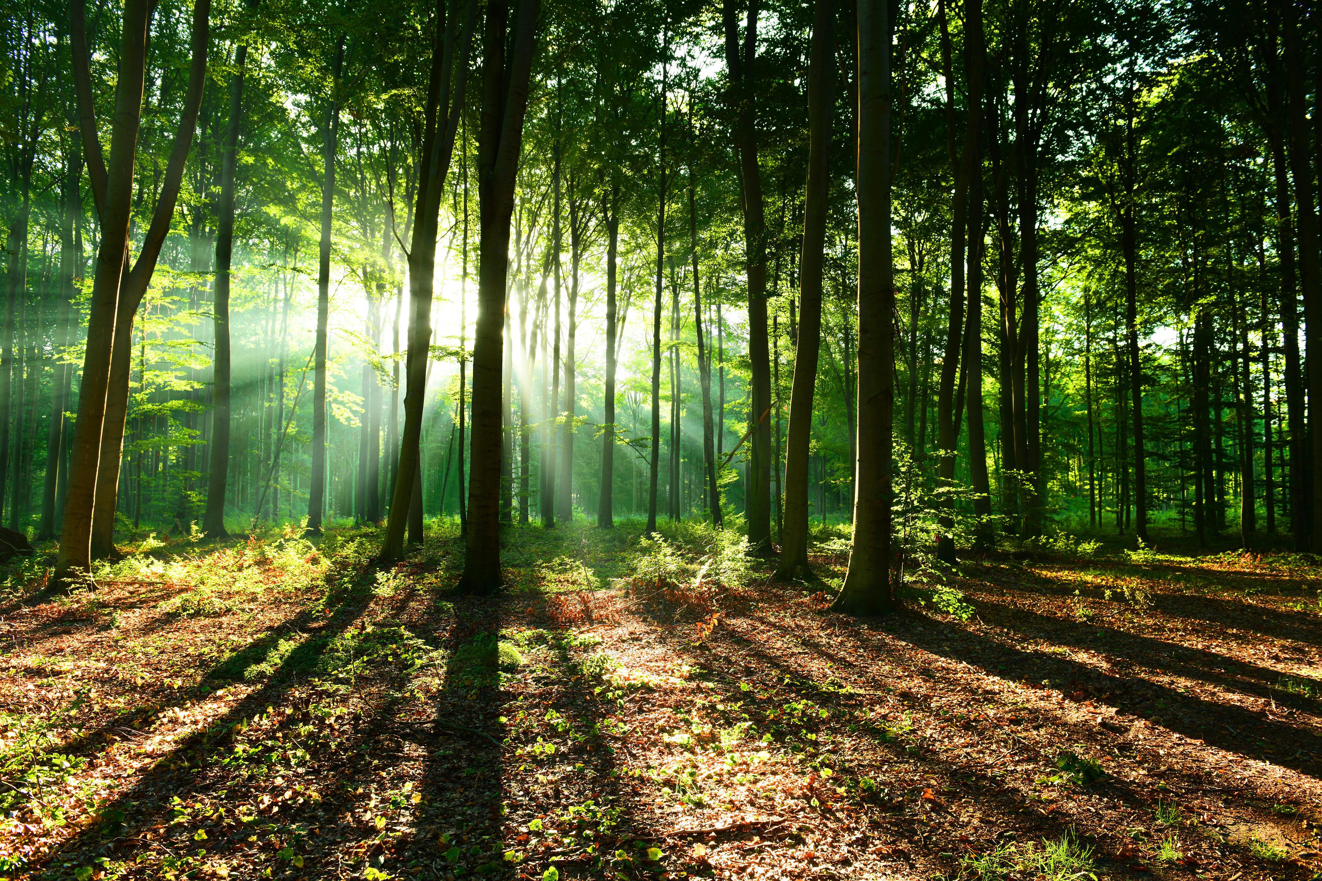 Duschrückwand-Sonnenaufgang im Bayrischem Wald