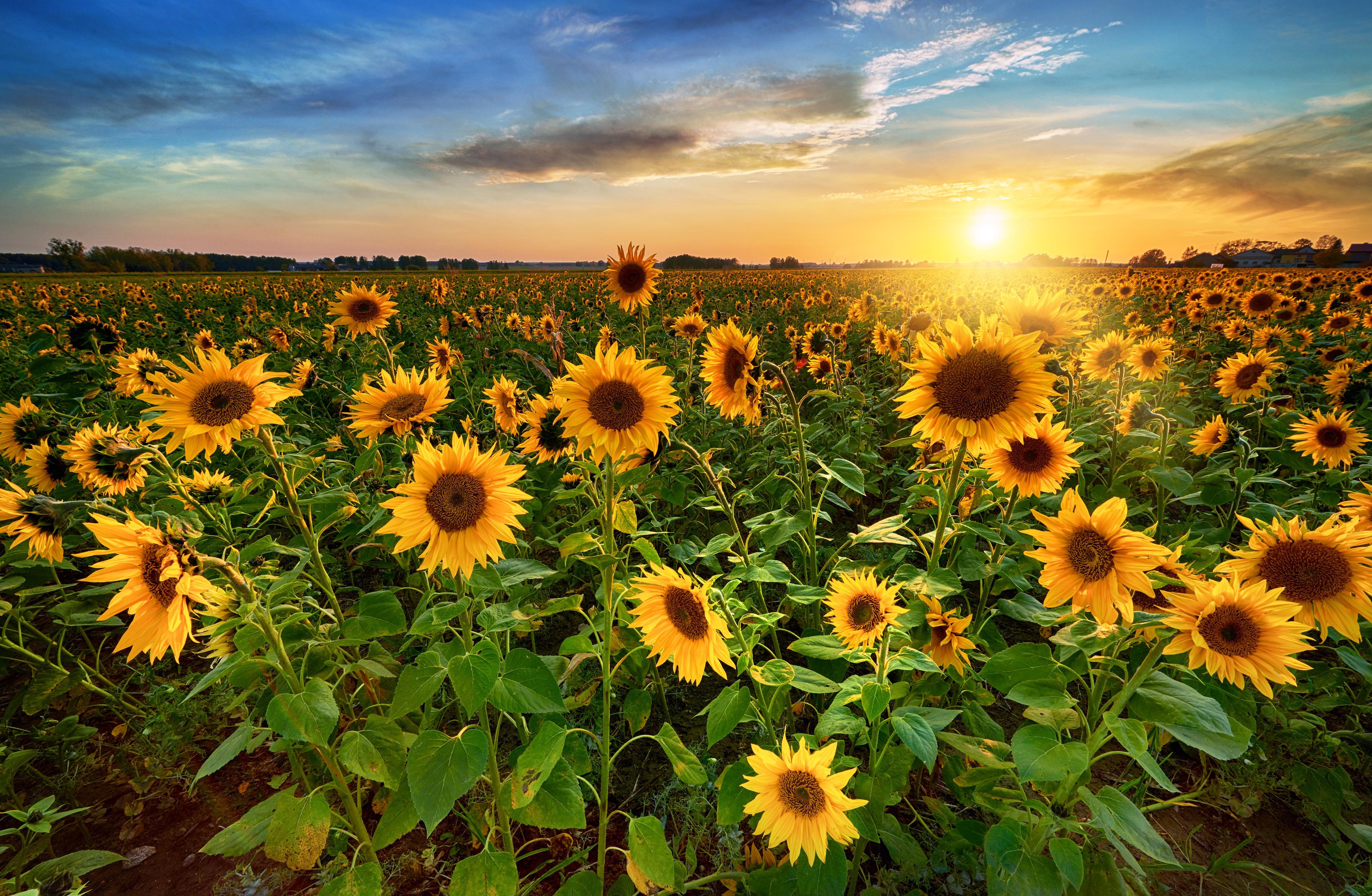 Duschrückwand-Sonnenuntergang über Sonnenblumenfeld in Hessen